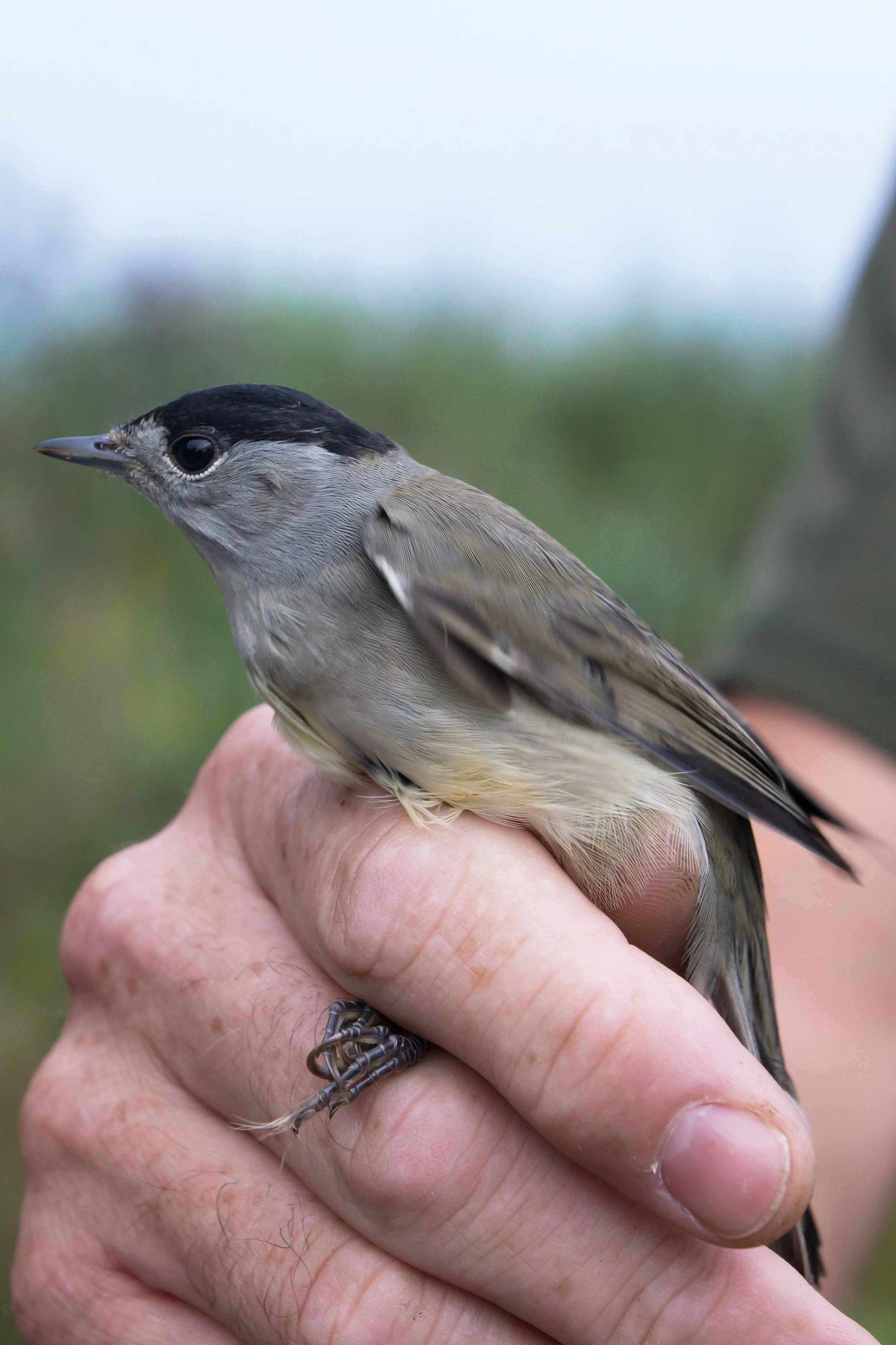 Blackcap, Kvismare, Sweden — photo by Jim Bennett