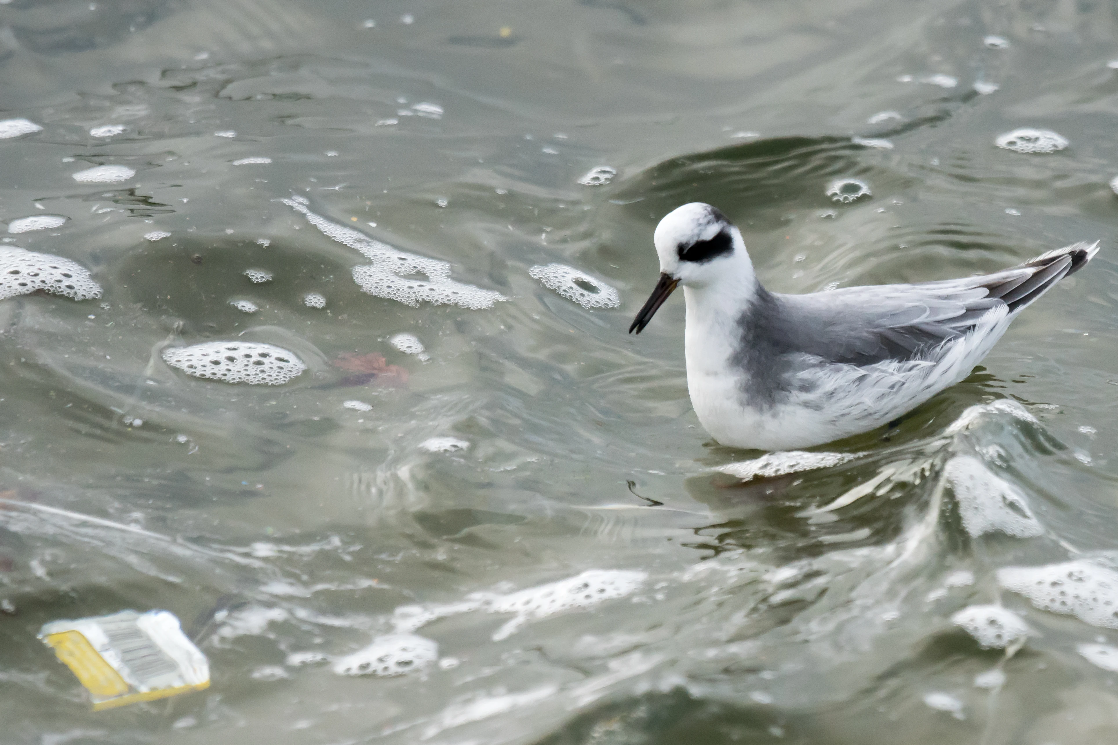 Grey Phalarope (Red Phalarope), Farmoor, Oxfordshire, UK — photo by Jim Bennett