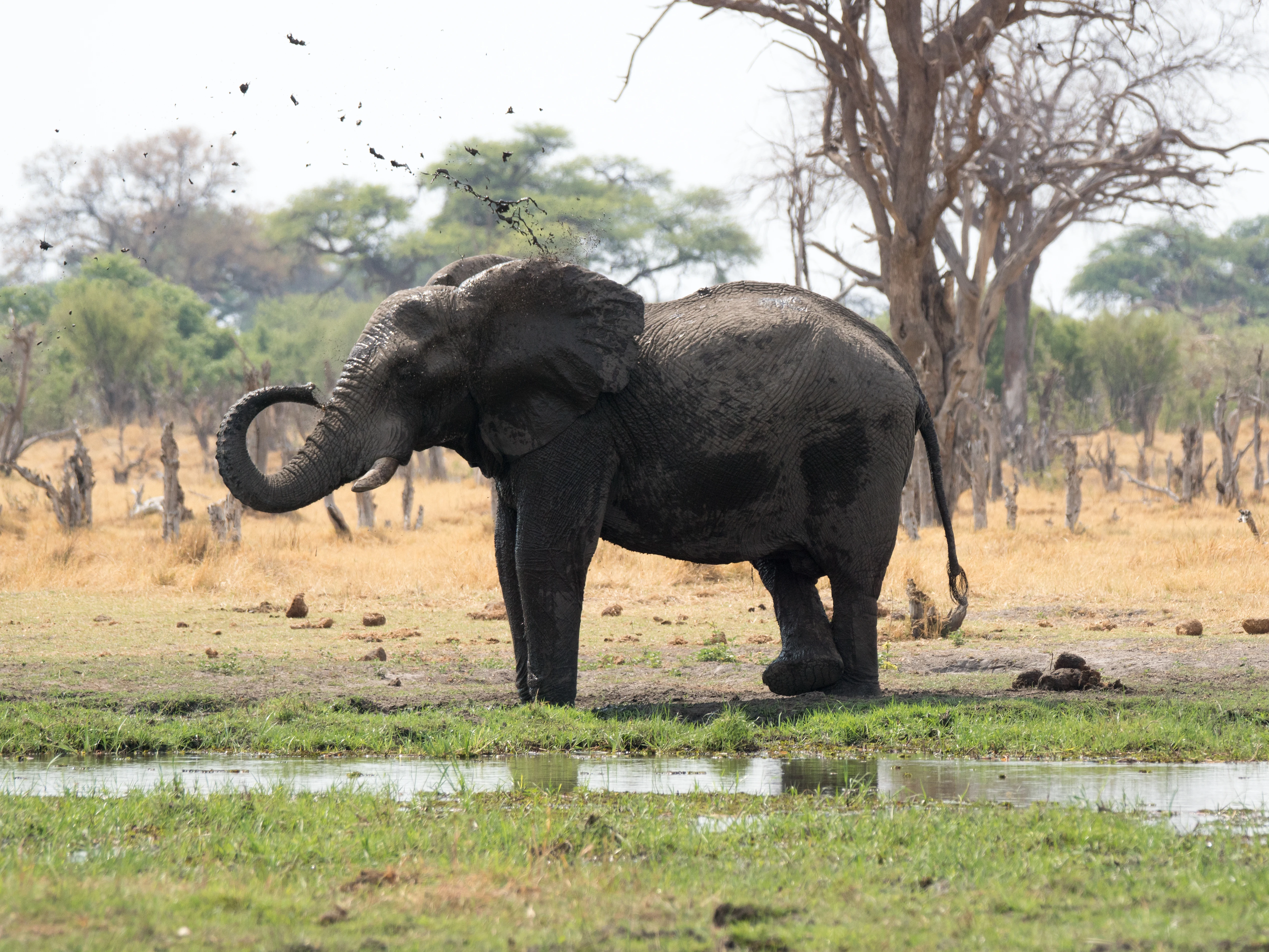 African Elephant, near Khwai, Botswana — photo by Jim Bennett