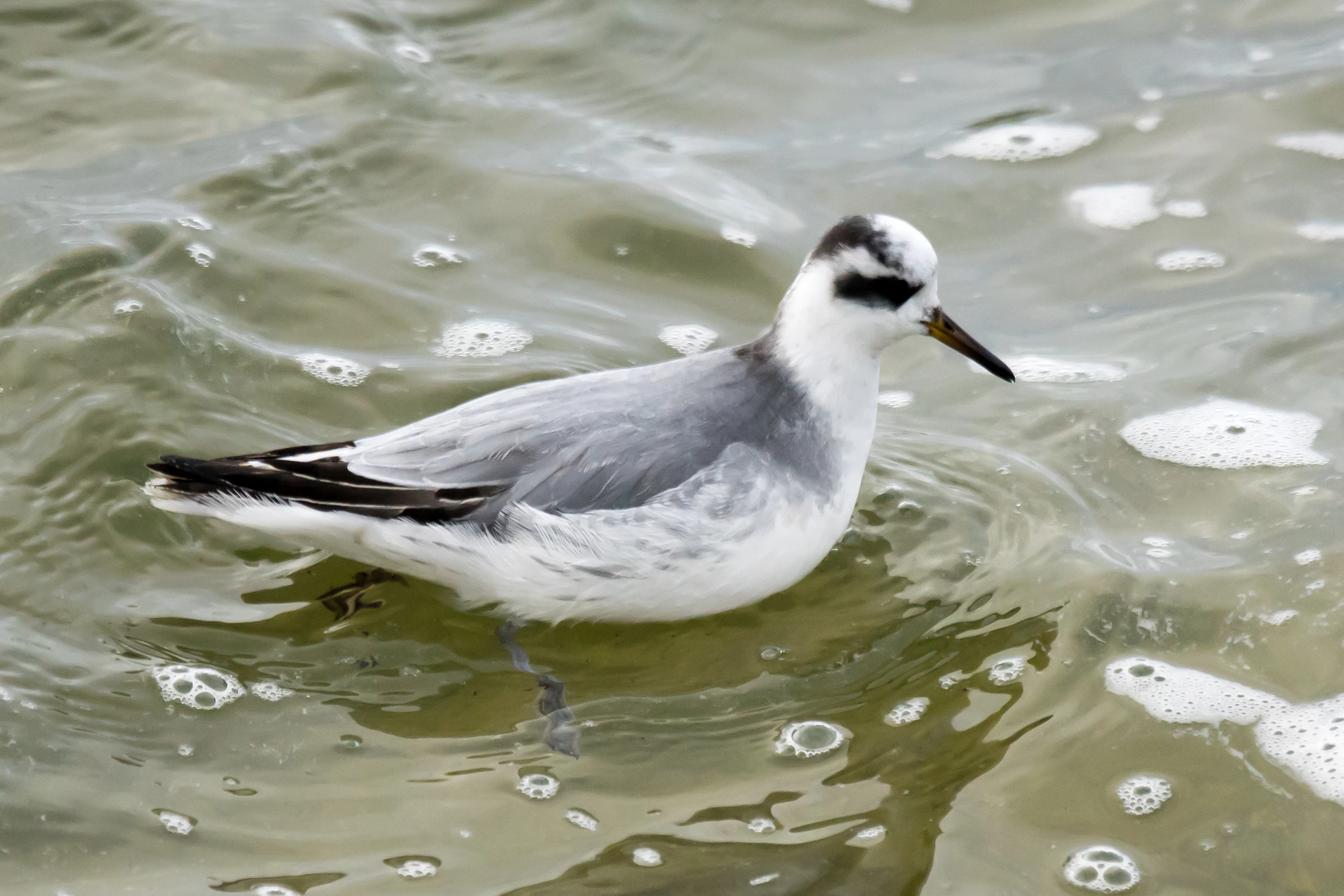 Grey Phalarope (Red Phalarope), Farmoor, Oxfordshire, UK — photo by Jim Bennett