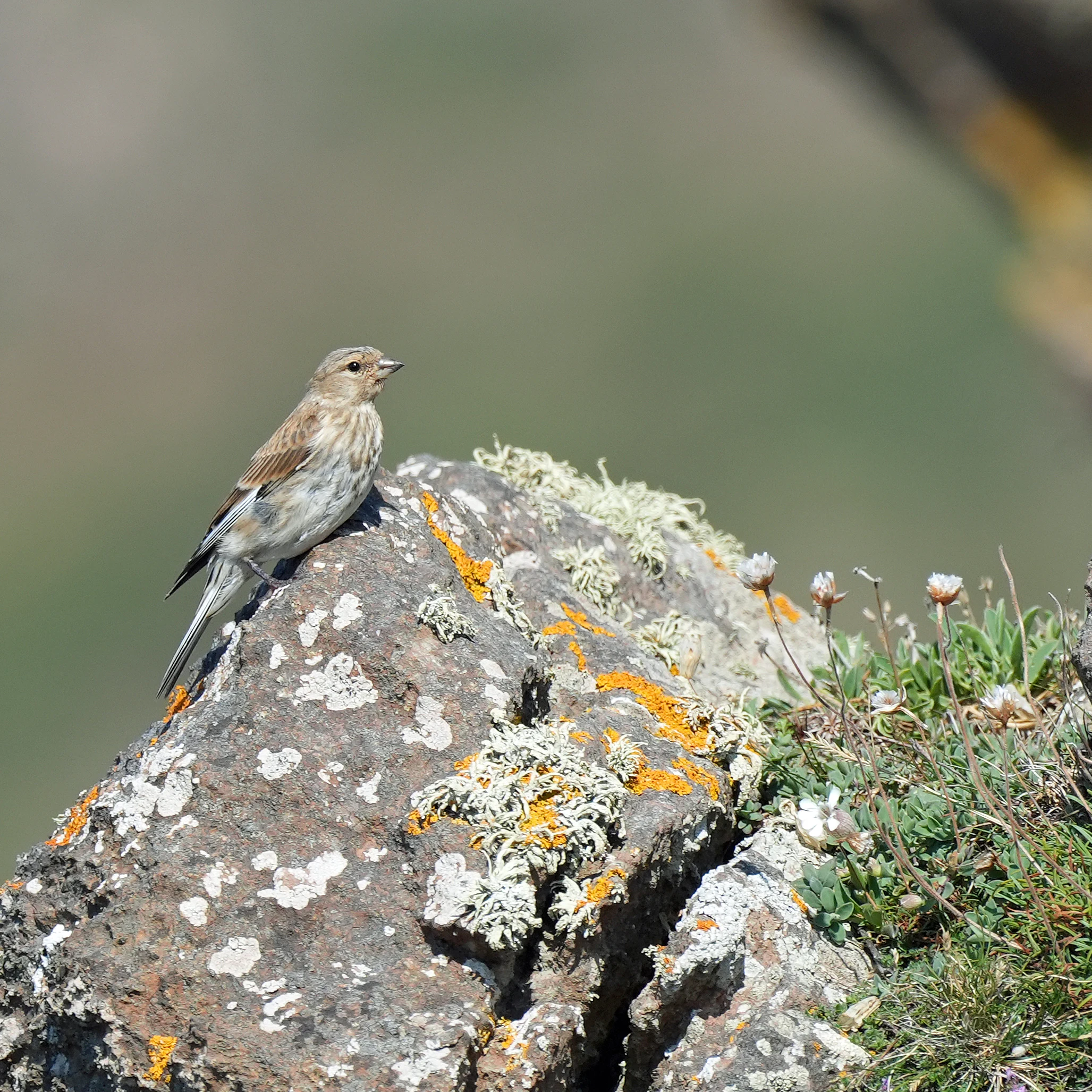 Linnet, near Kynance Cove, Cornwall, UK — photo by Jim Bennett