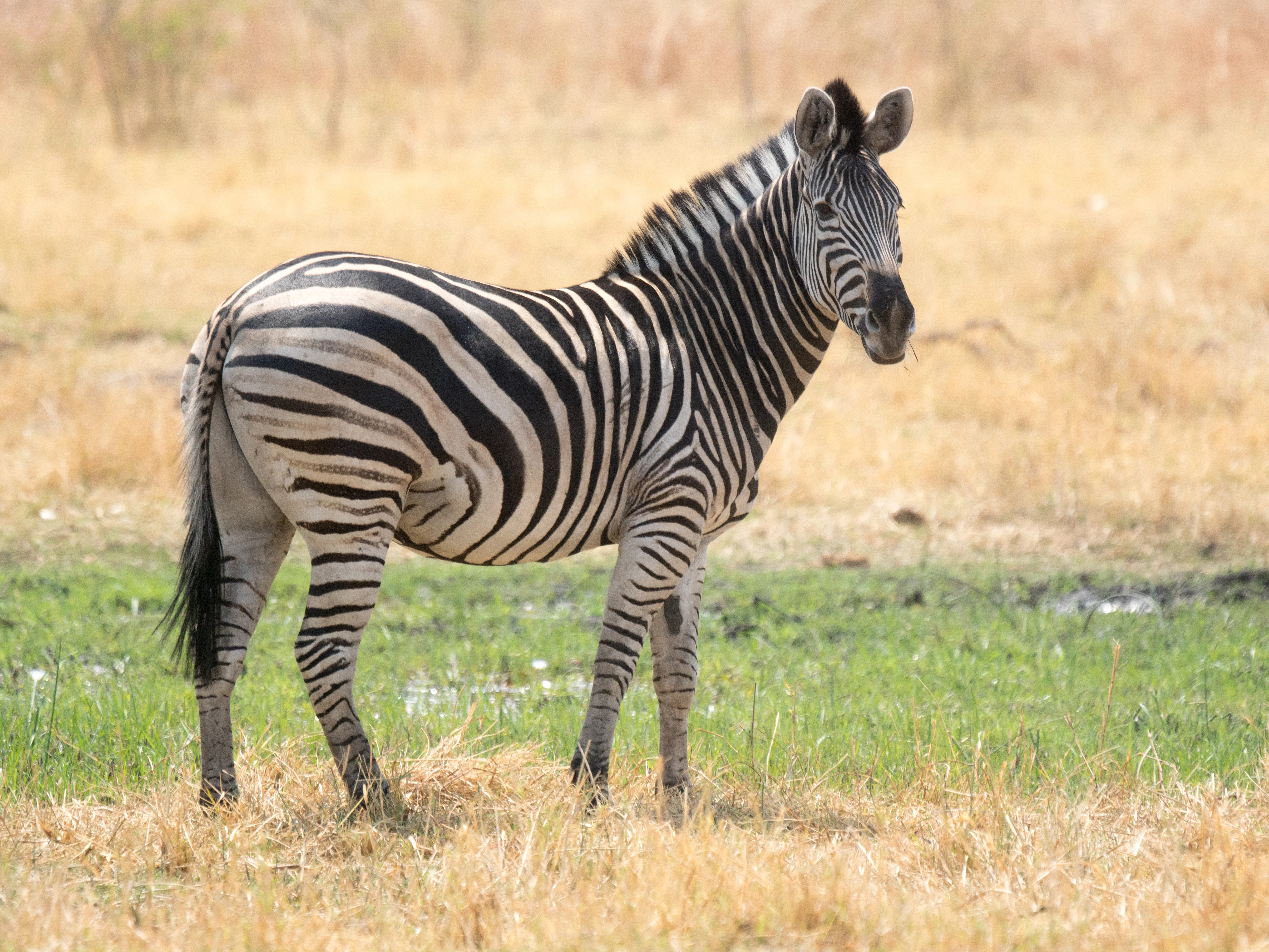 Zebra, near Khwai, Botswana — photo by Jim Bennett