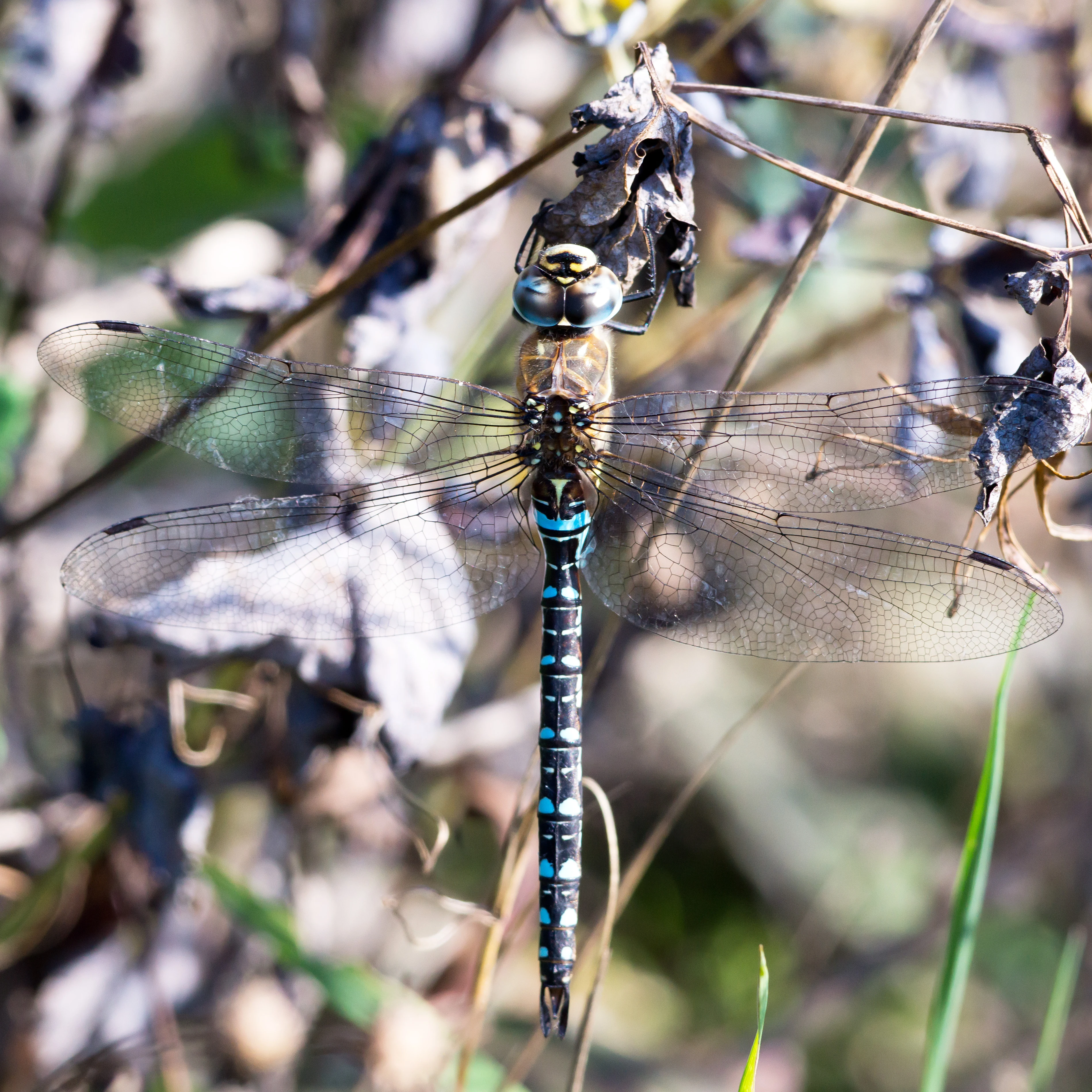 Migrant Hawker, Kvismare, Sweden — photo by Jim Bennett