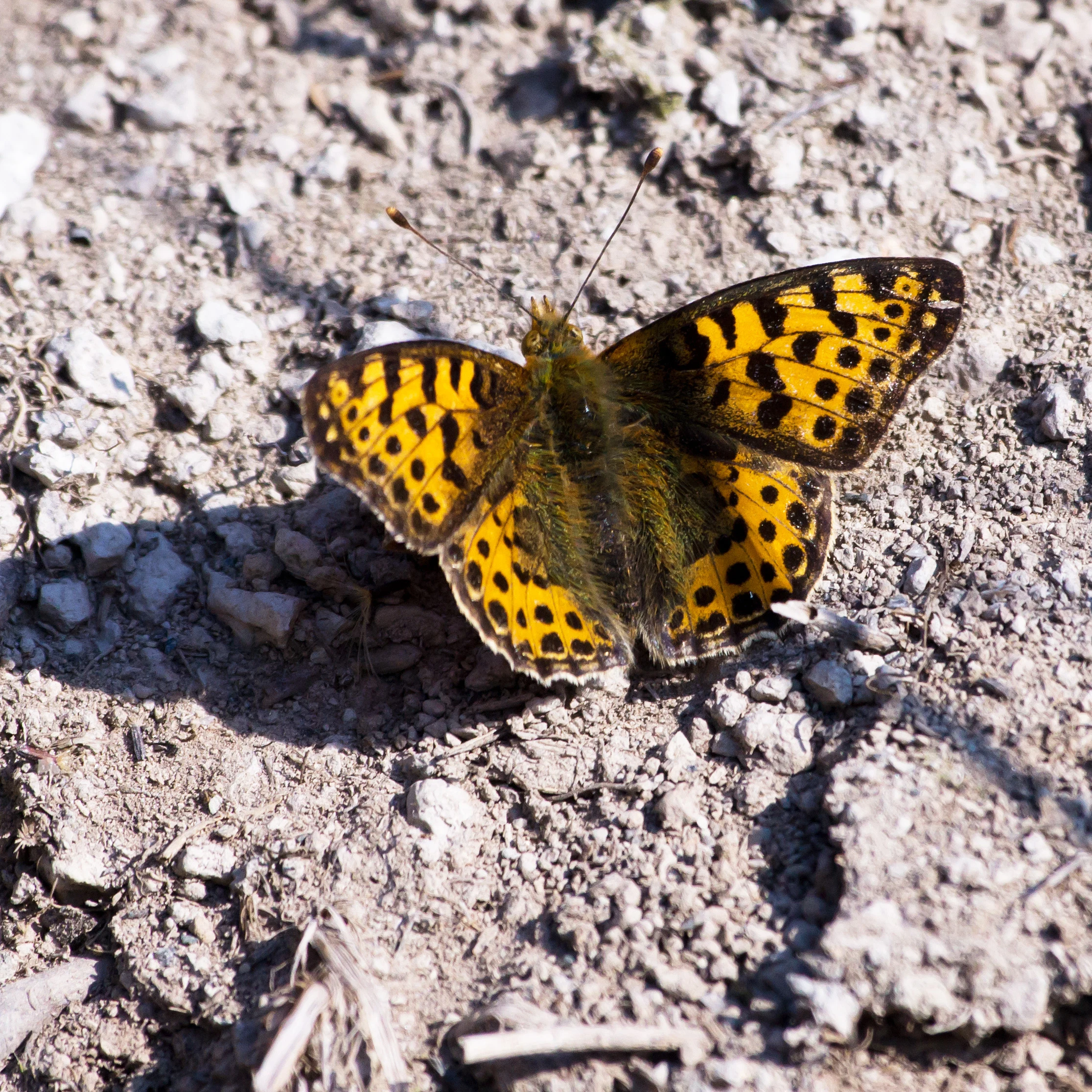 Queen of Spain Fritillary, Kvismare, Sweden — photo by Jim Bennett