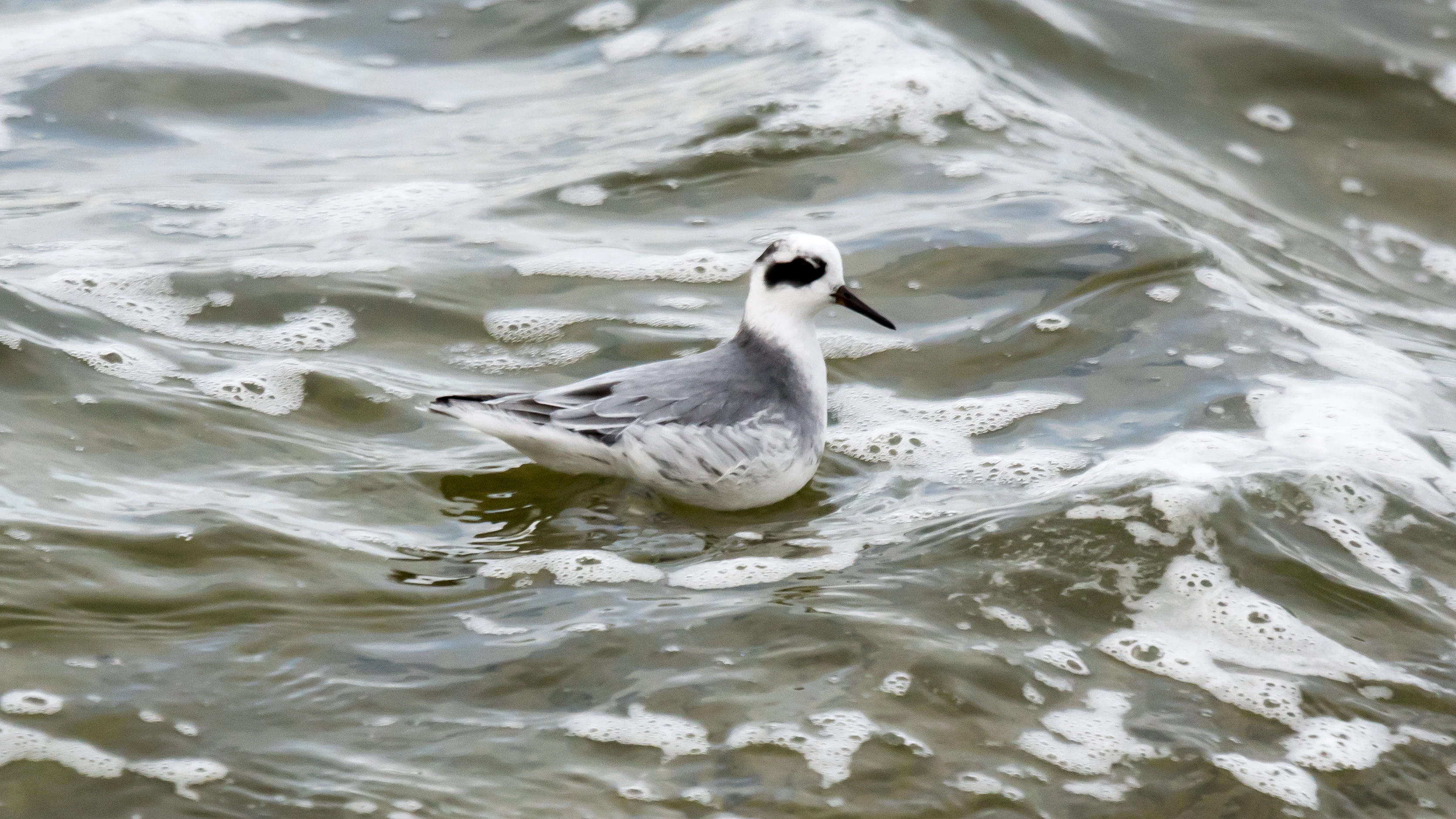 Grey Phalarope  (Red Phalarope), Farmoor, Oxfordshire, UK — photo by Jim Bennett