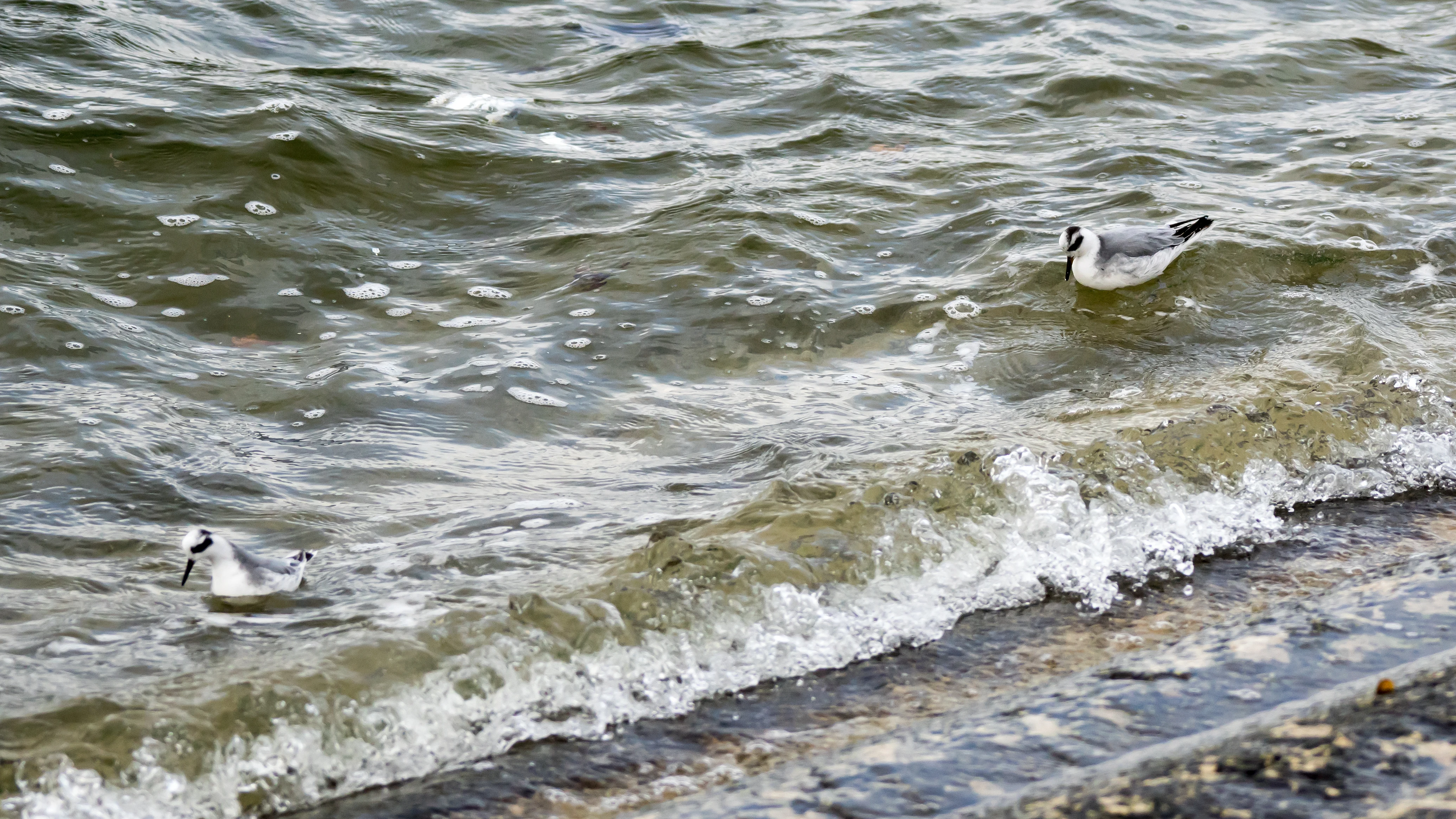 Grey Phalaropes (Red Phalaropes), Farmoor, Oxfordshire, UK — photo by Jim Bennett