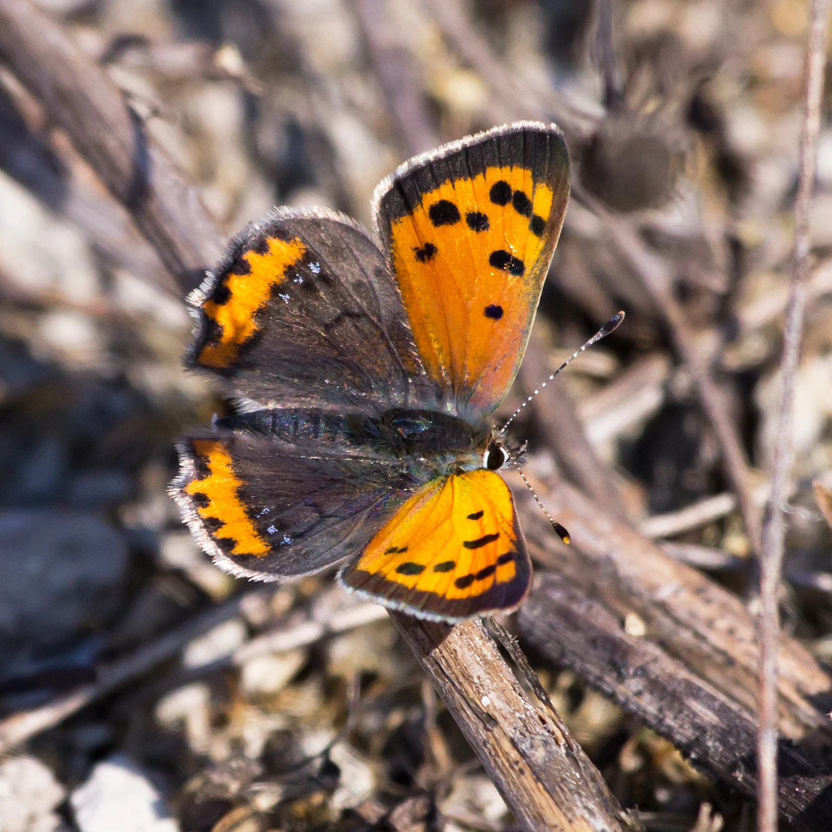 Small Copper, Kvismare, Sweden — photo by Jim Bennett
