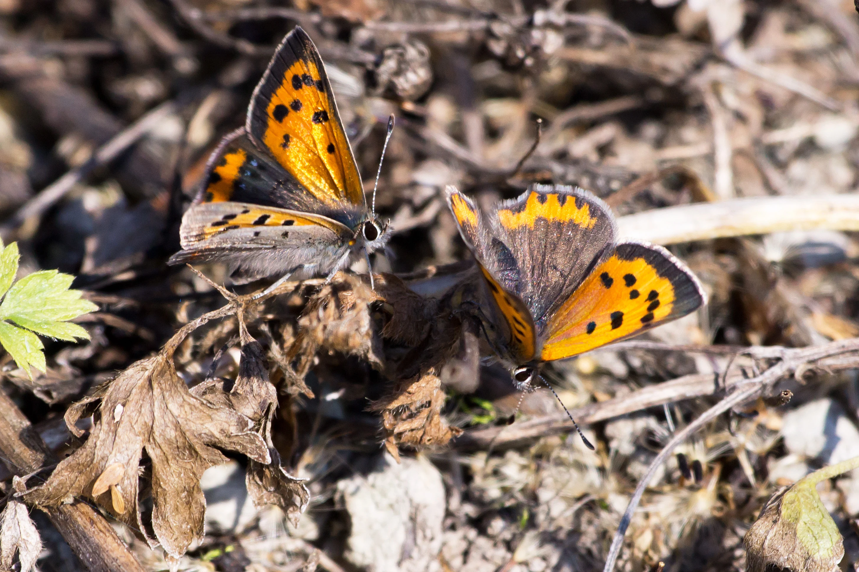 Small Coppers, Kvismare, Sweden — photo by Jim Bennett