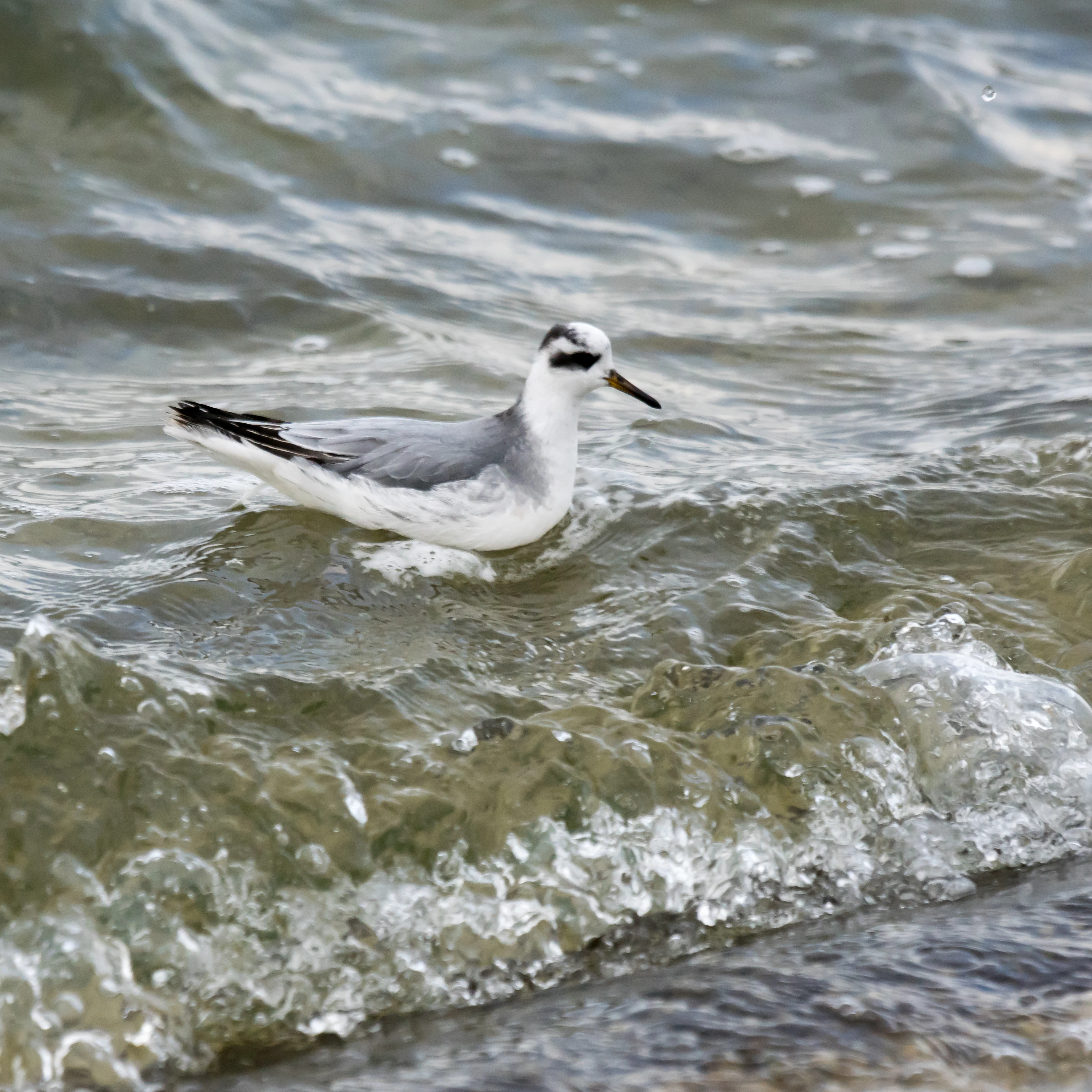 Grey Phalarope (Red Phalarope), Farmoor, Oxfordshire, UK — photo by Jim Bennett