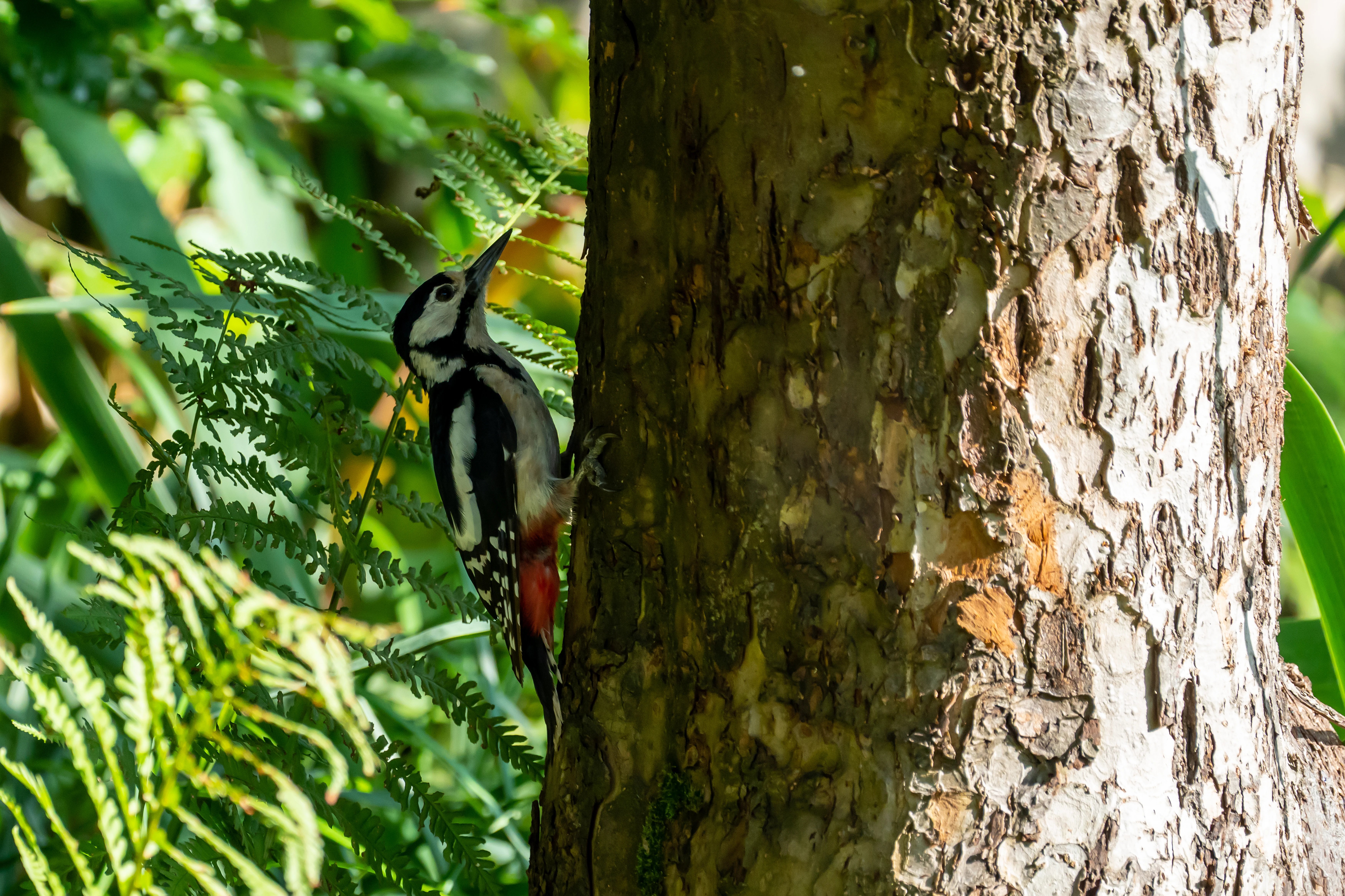 Great Spotted Woodpecker, Culham, Oxfordshire, UK — photo by Jim Bennett