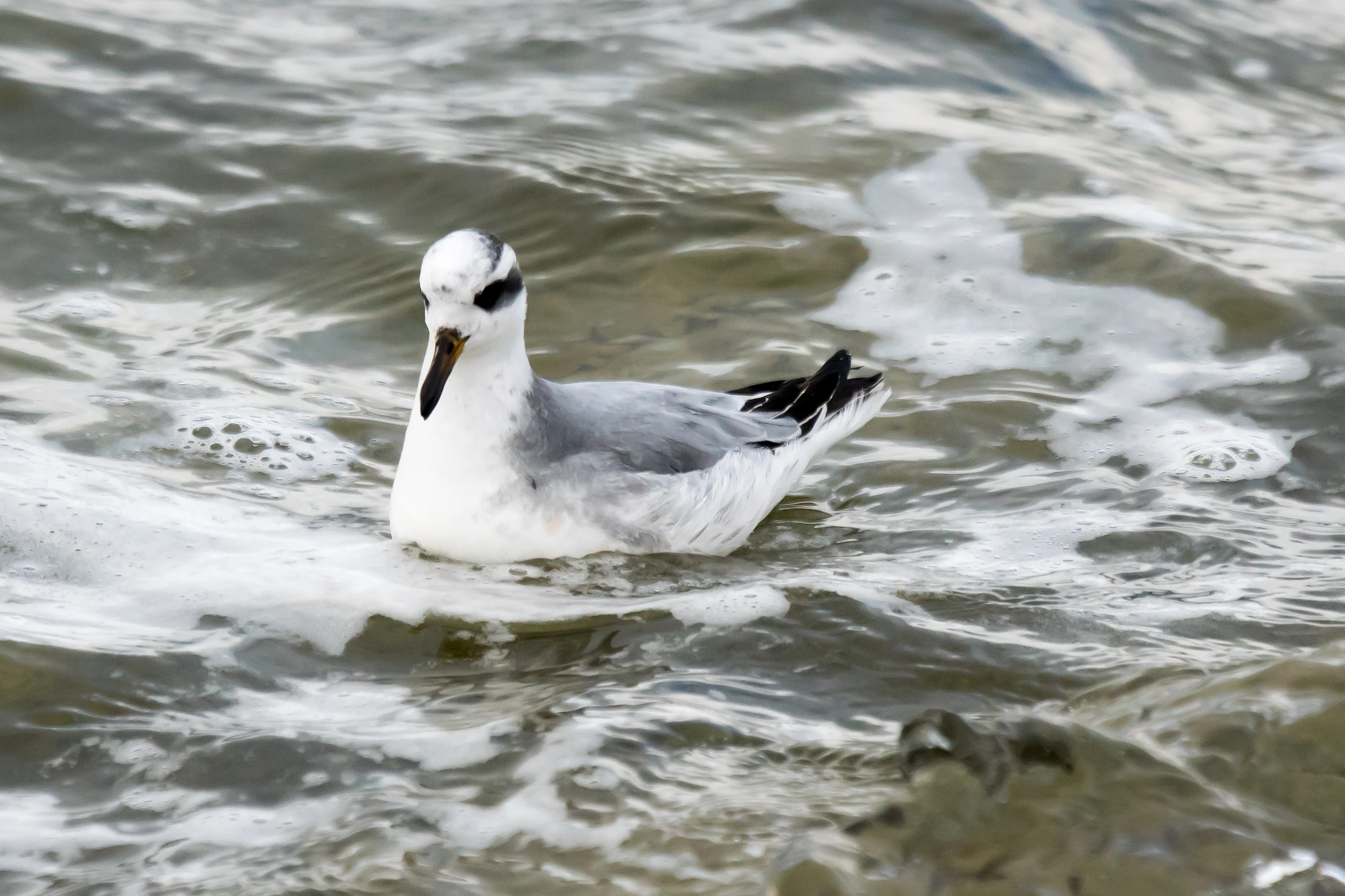 Grey Phalarope (Red Phalarope), Farmoor, Oxfordshire, UK — photo by Jim Bennett
