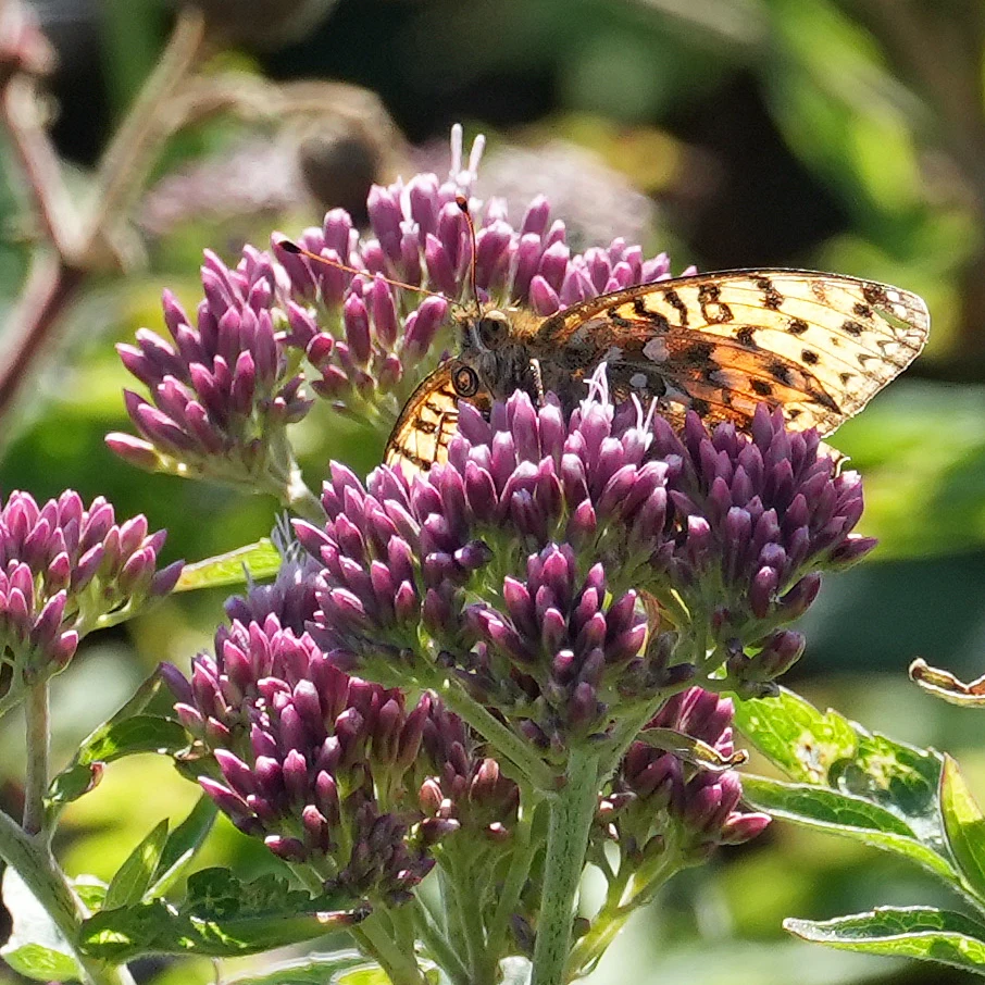 Dark Green Fritillary, near Kynance Cove, Cornwall, UK — photo by Jim Bennett