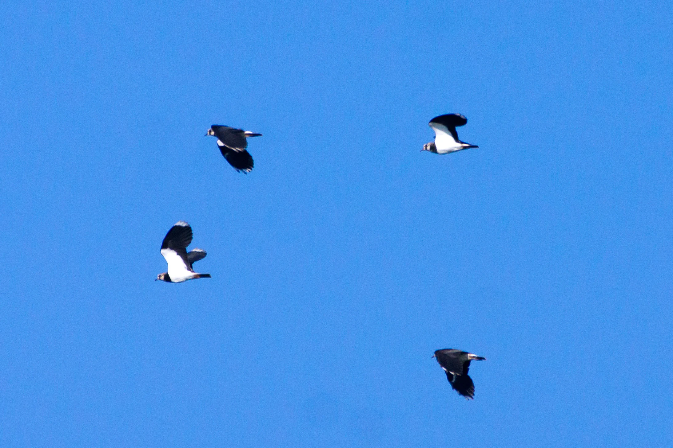 Lapwings, Kvismare, Sweden — photo by Jim Bennett