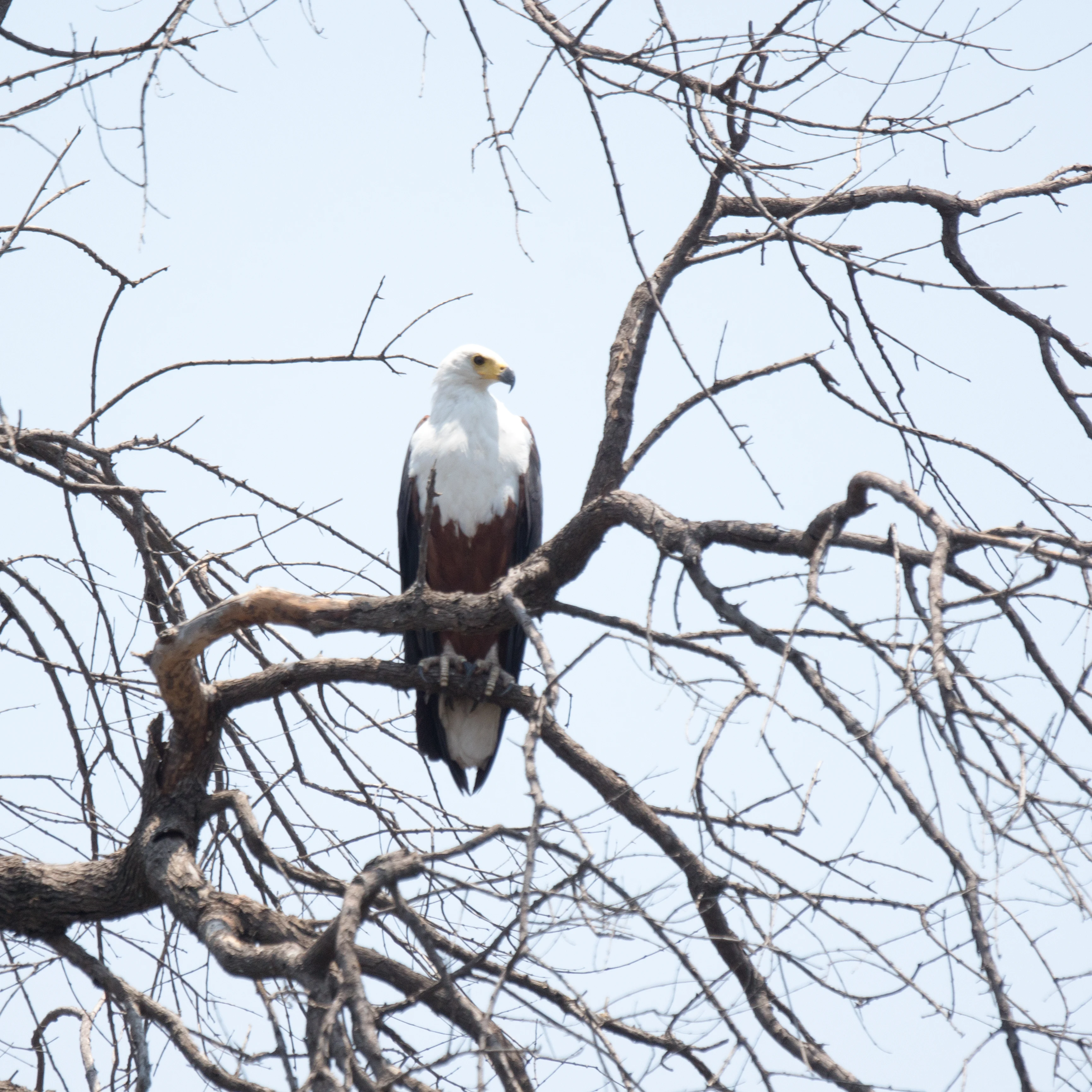 African Fish Eagle, Khwai campsite, Botswana — photo by Jim Bennett