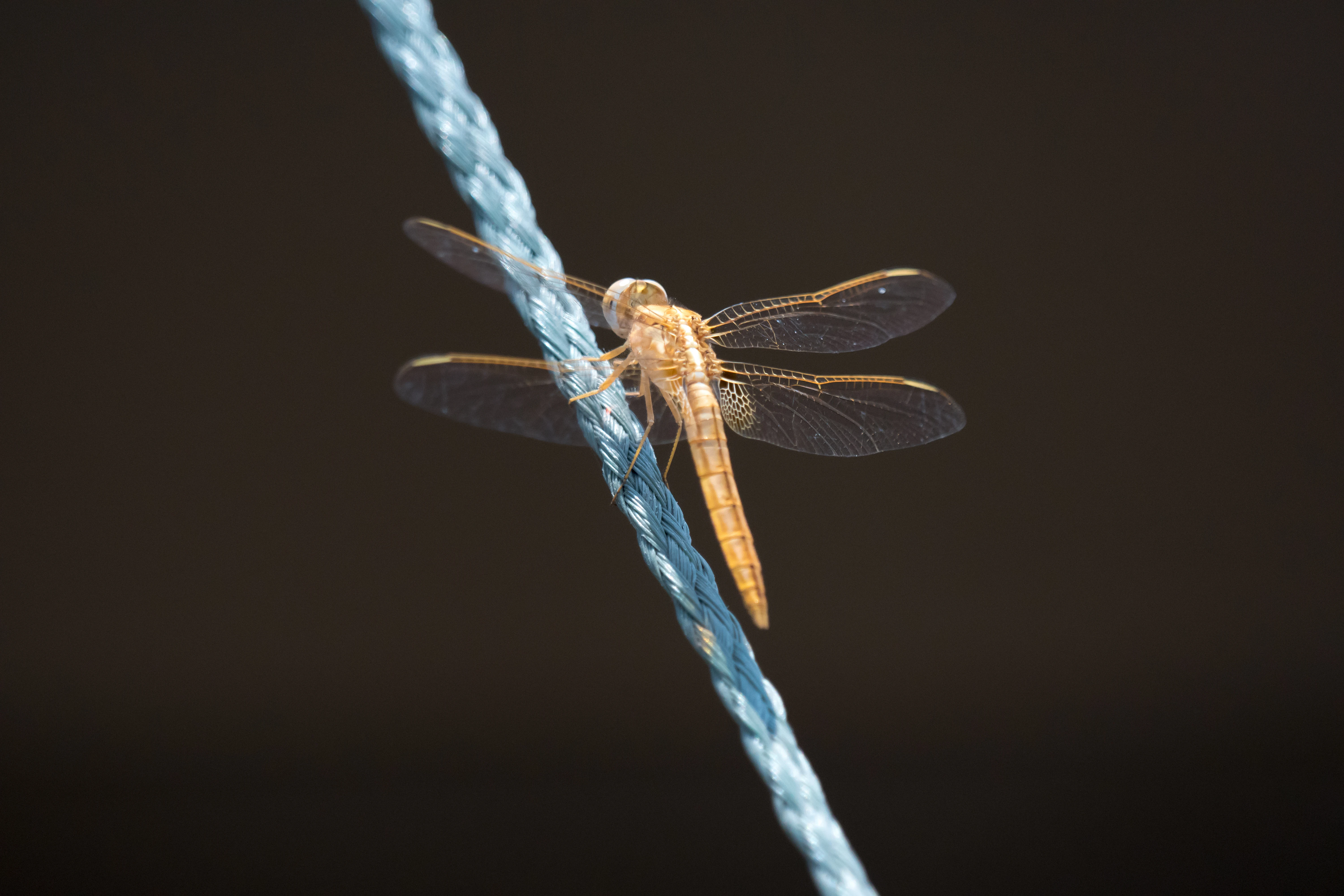 Dragonfly, Khwai campsite, Botswana — photo by Jim Bennett