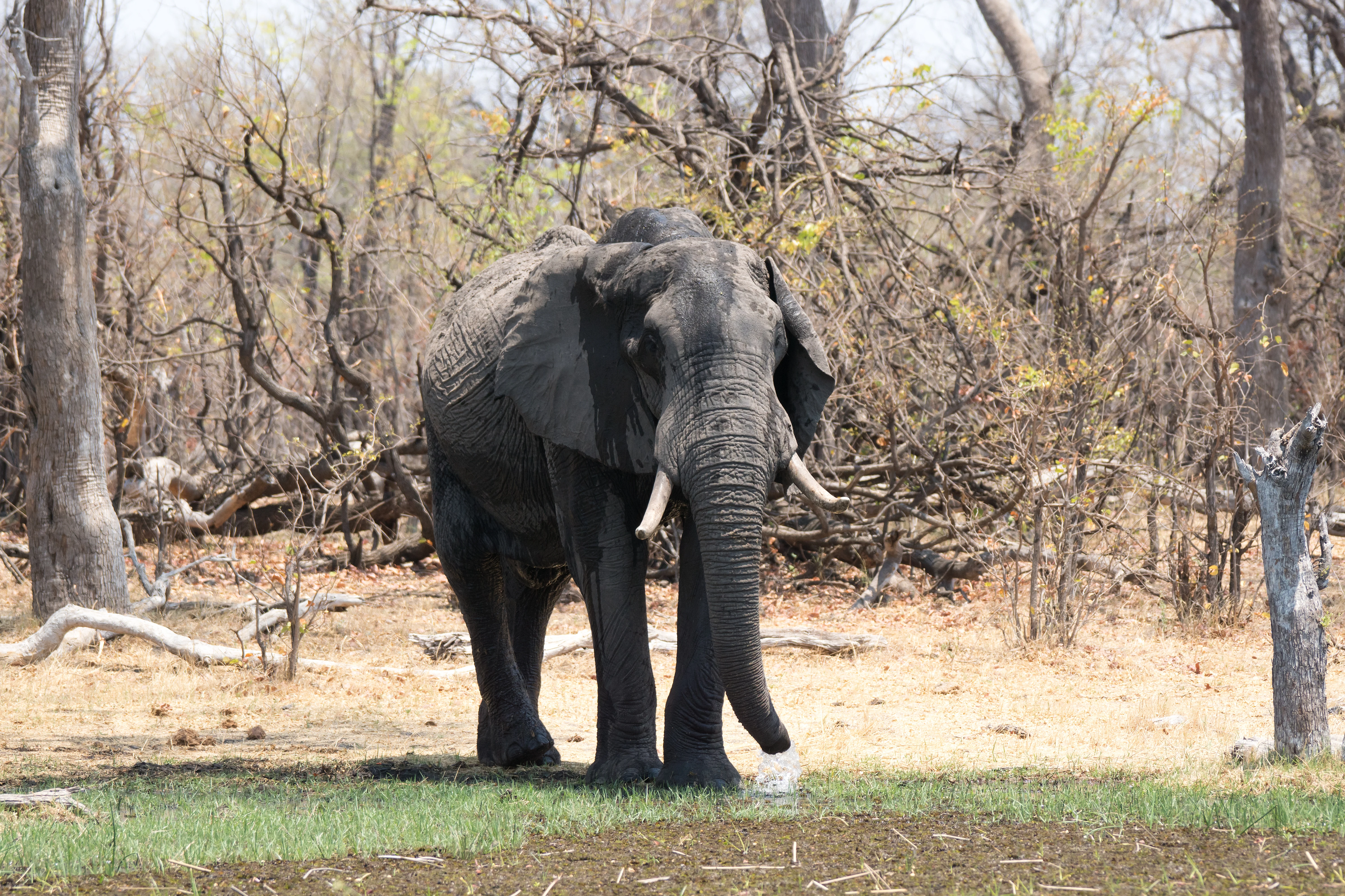 African Elephant, Khwai campsite, Botswana — photo by Jim Bennett