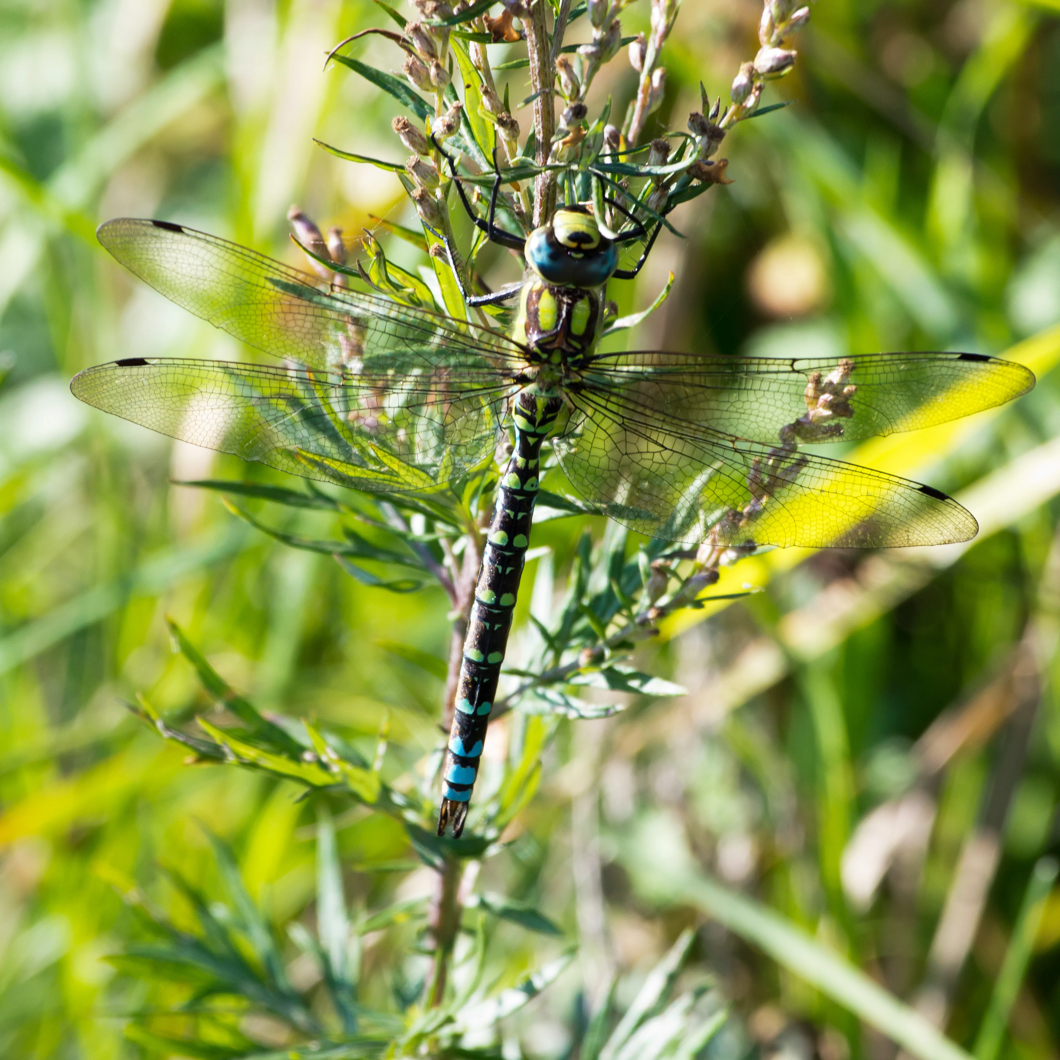 Blue Hawker, Kvismare, Sweden — photo by Jim Bennett