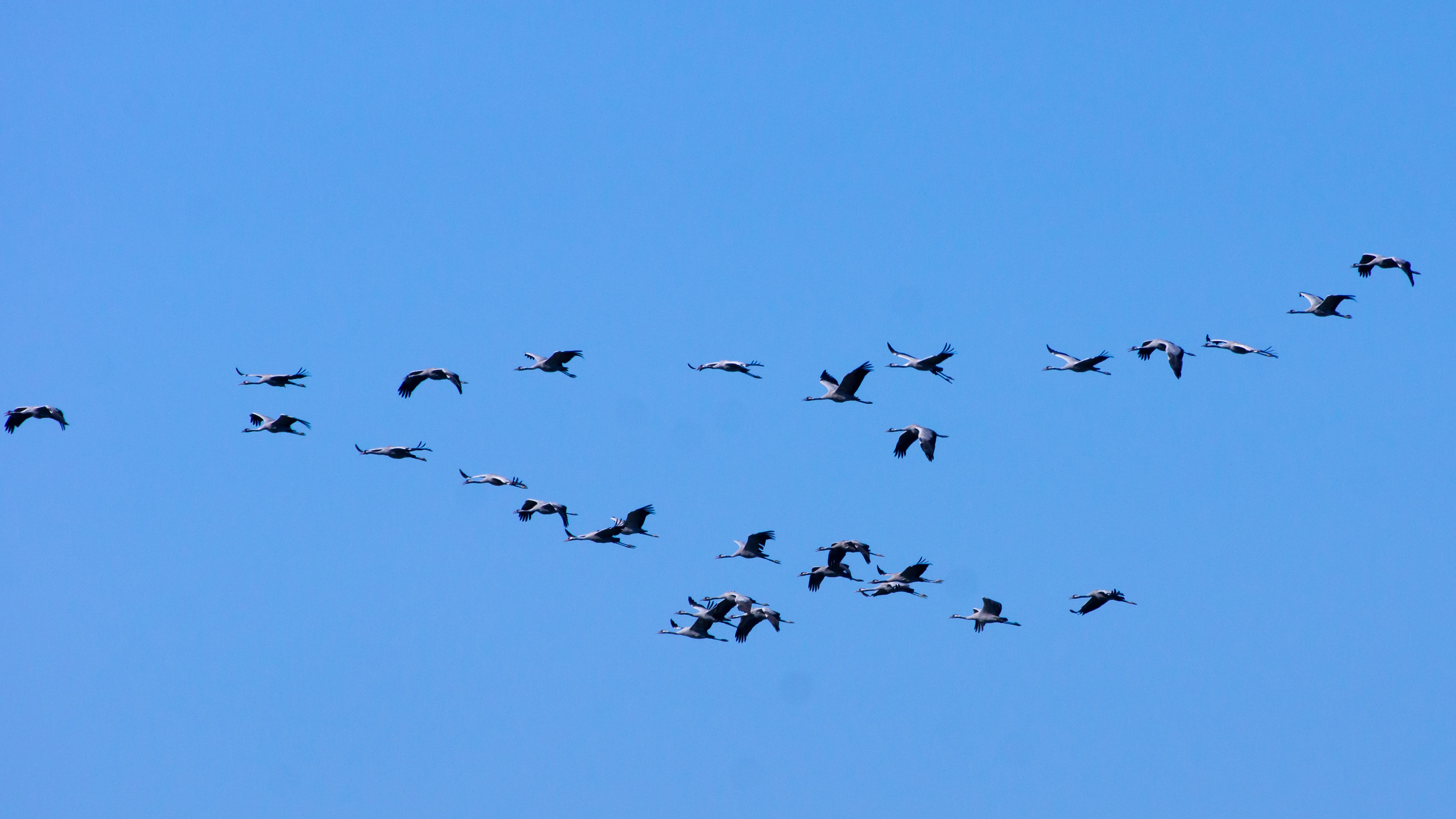 Common Cranes, Kvismare, Sweden — photo by Jim Bennett