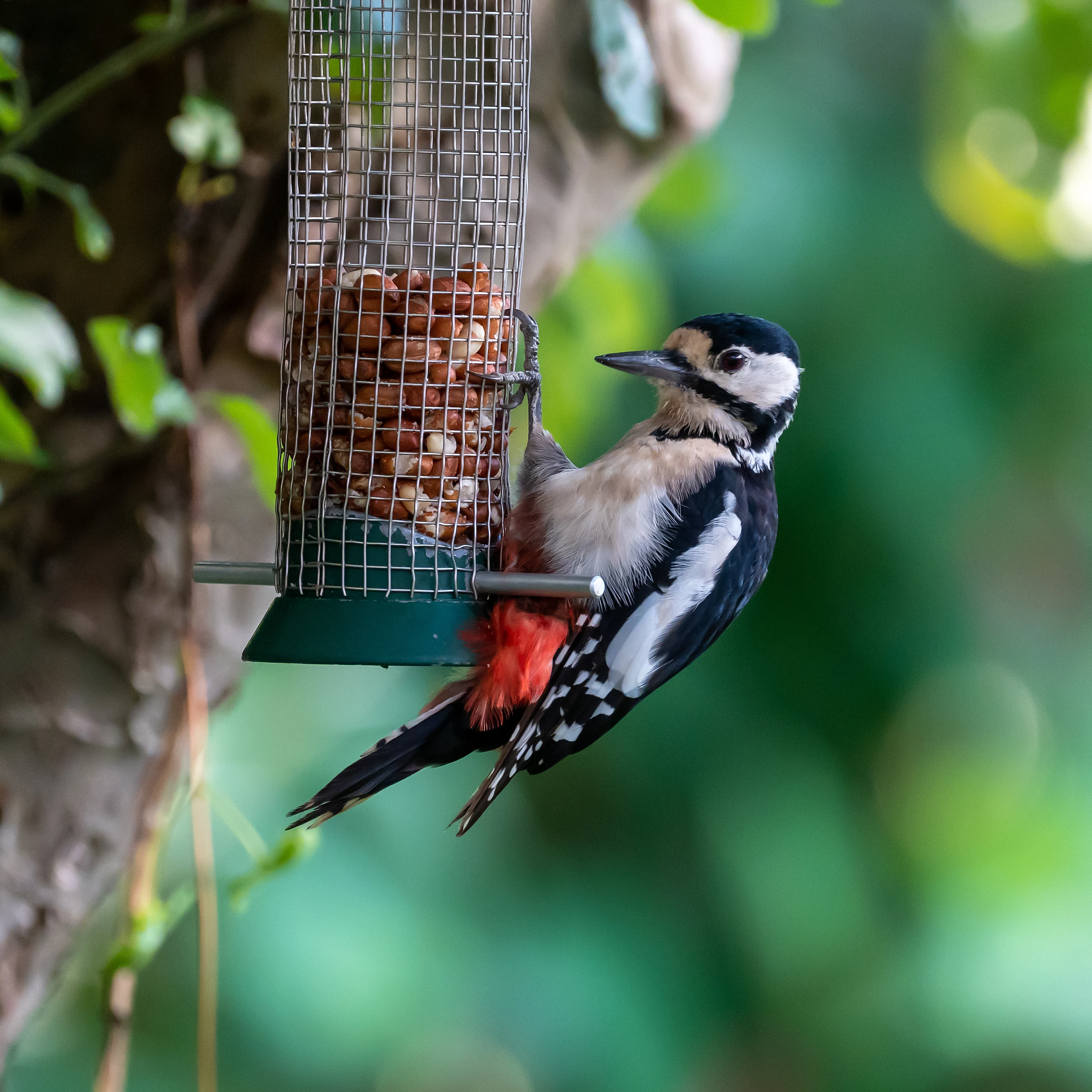 Great Spotted Woodpecker, Culham, Oxfordshire, UK — photo by Jim Bennett