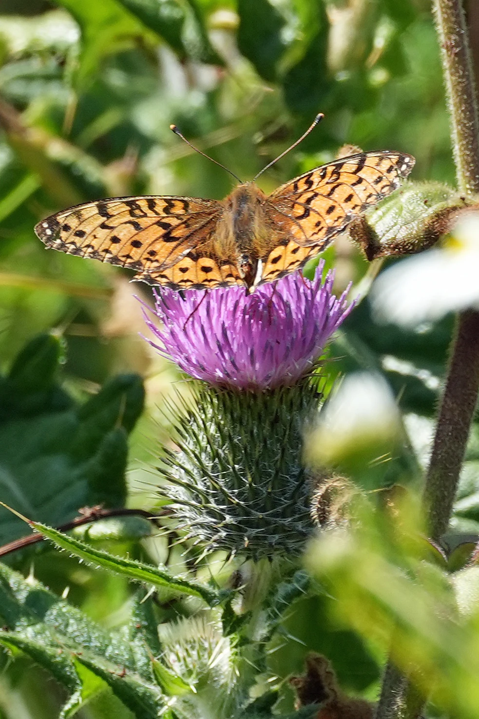 Dark Green Fritillary, near Kynance Cove, Cornwall, UK — photo by Jim Bennett