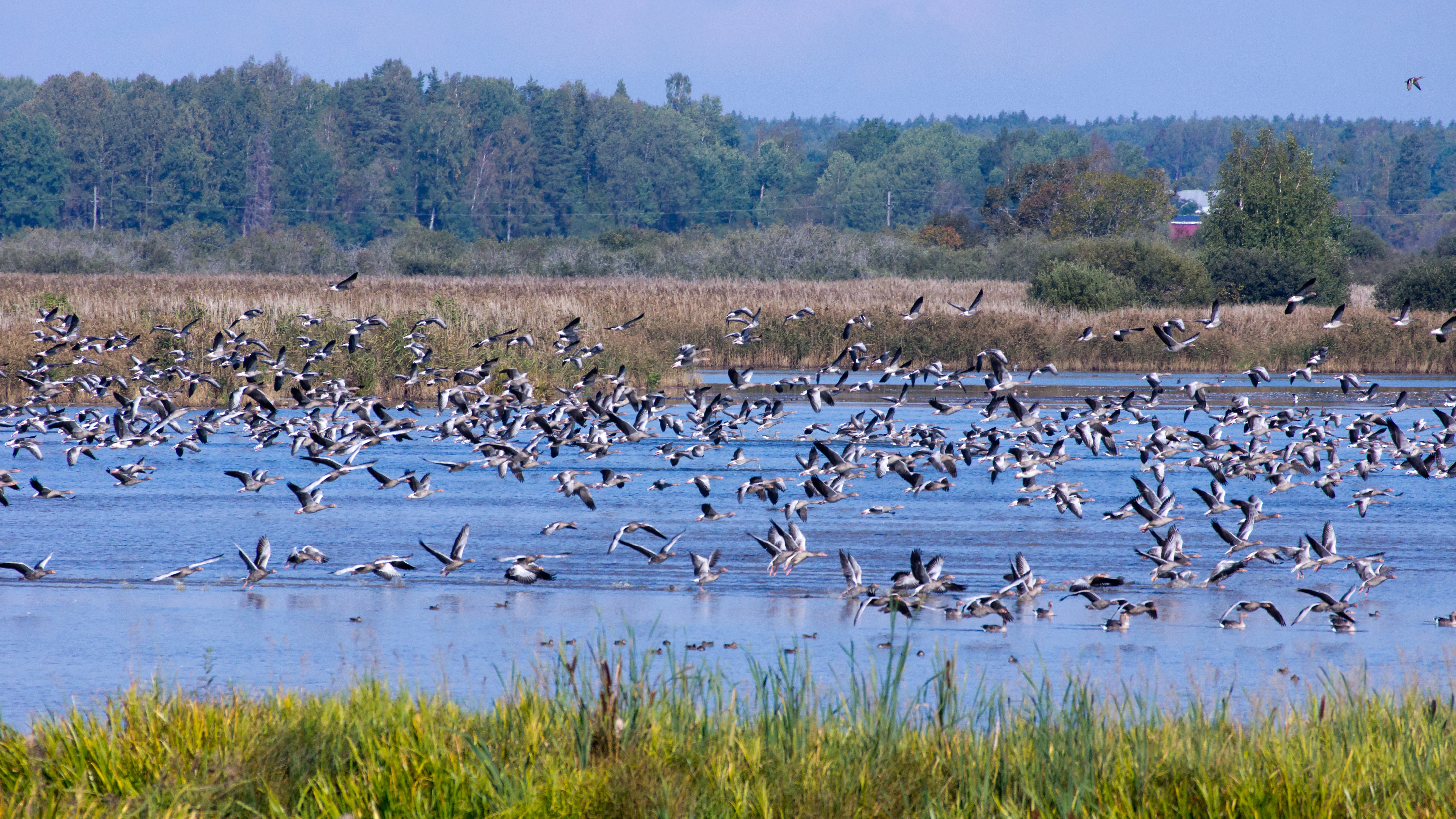 Greylag Geese, Kvismare, Sweden — photo by Jim Bennett