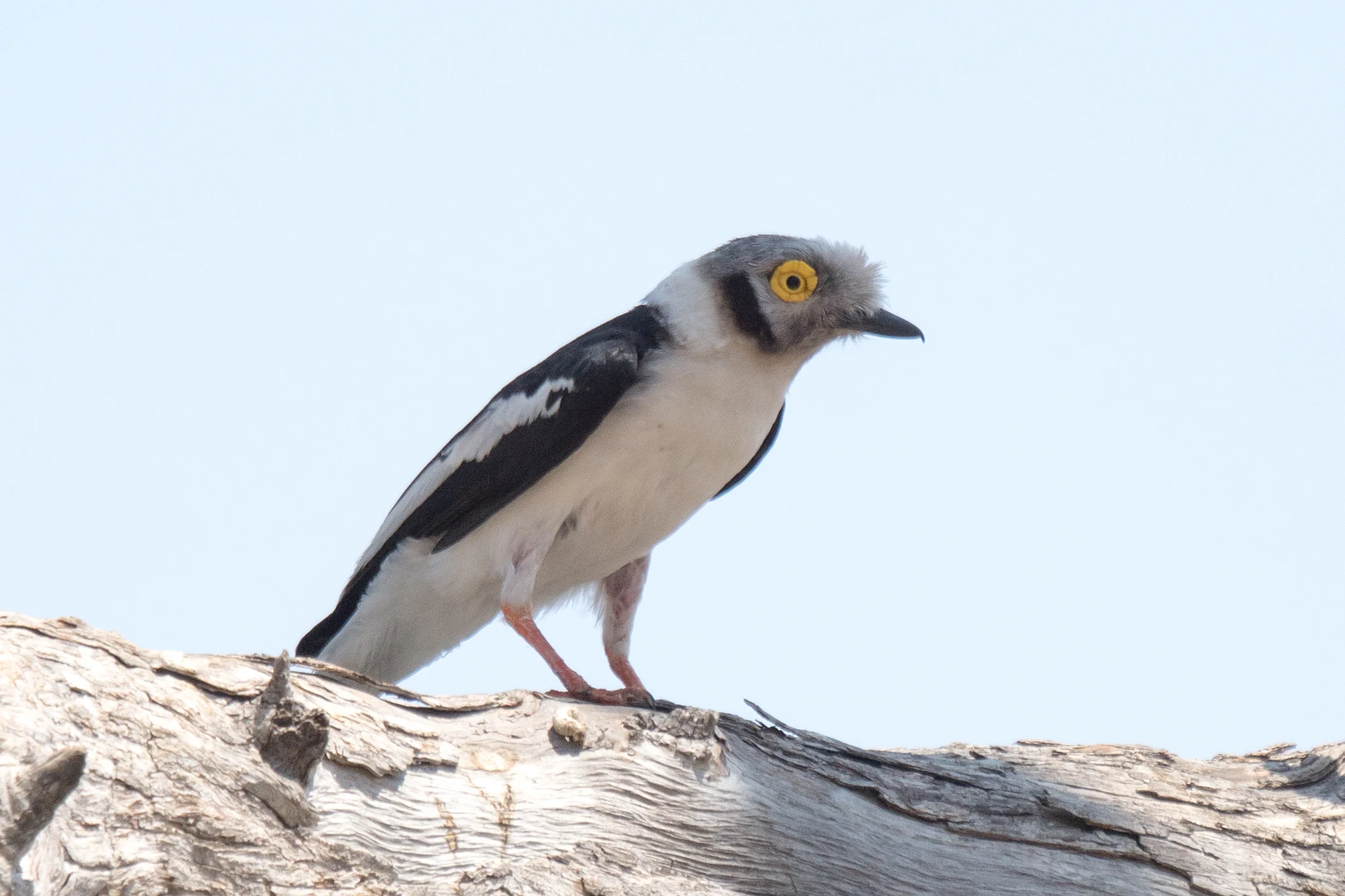 White-crested Helmetshrike, Khwai campsite, Botswana — photo by Jim Bennett