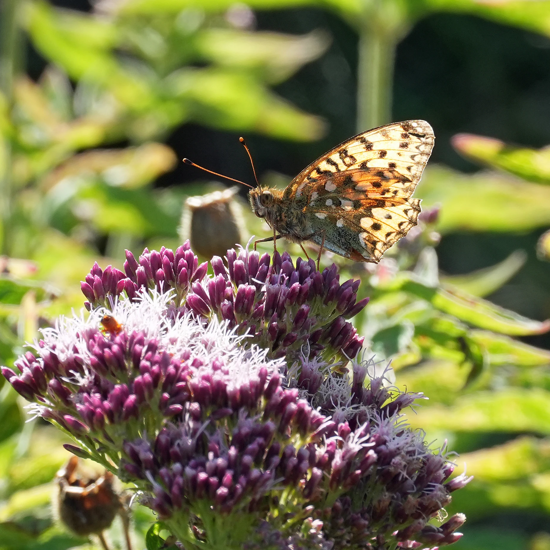 Dark Green Fritillary, near Kynance Cove, Cornwall, UK — photo by Jim Bennett