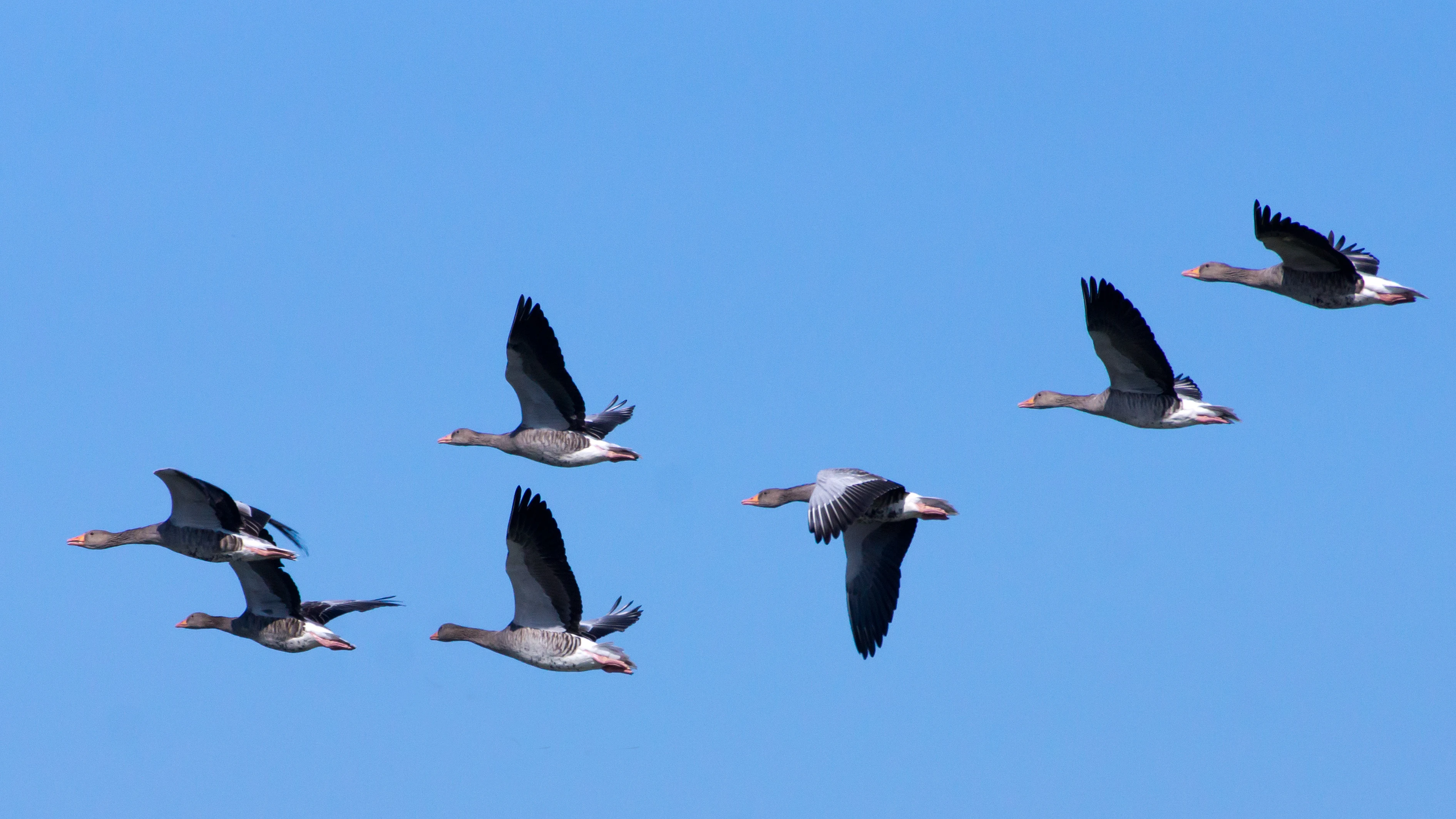 Greylag Geese, Kvismare, Sweden — photo by Jim Bennett