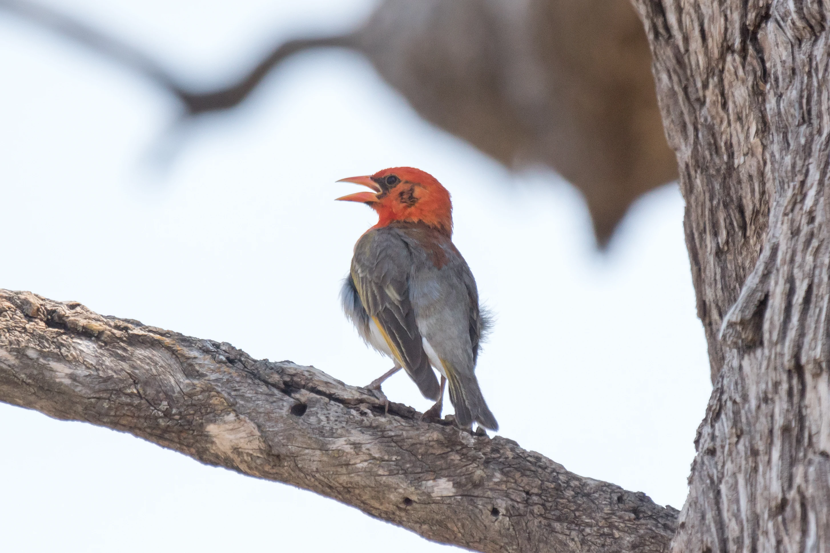Red-headed Weaver, Khwai campsite, Botswana — photo by Jim Bennett