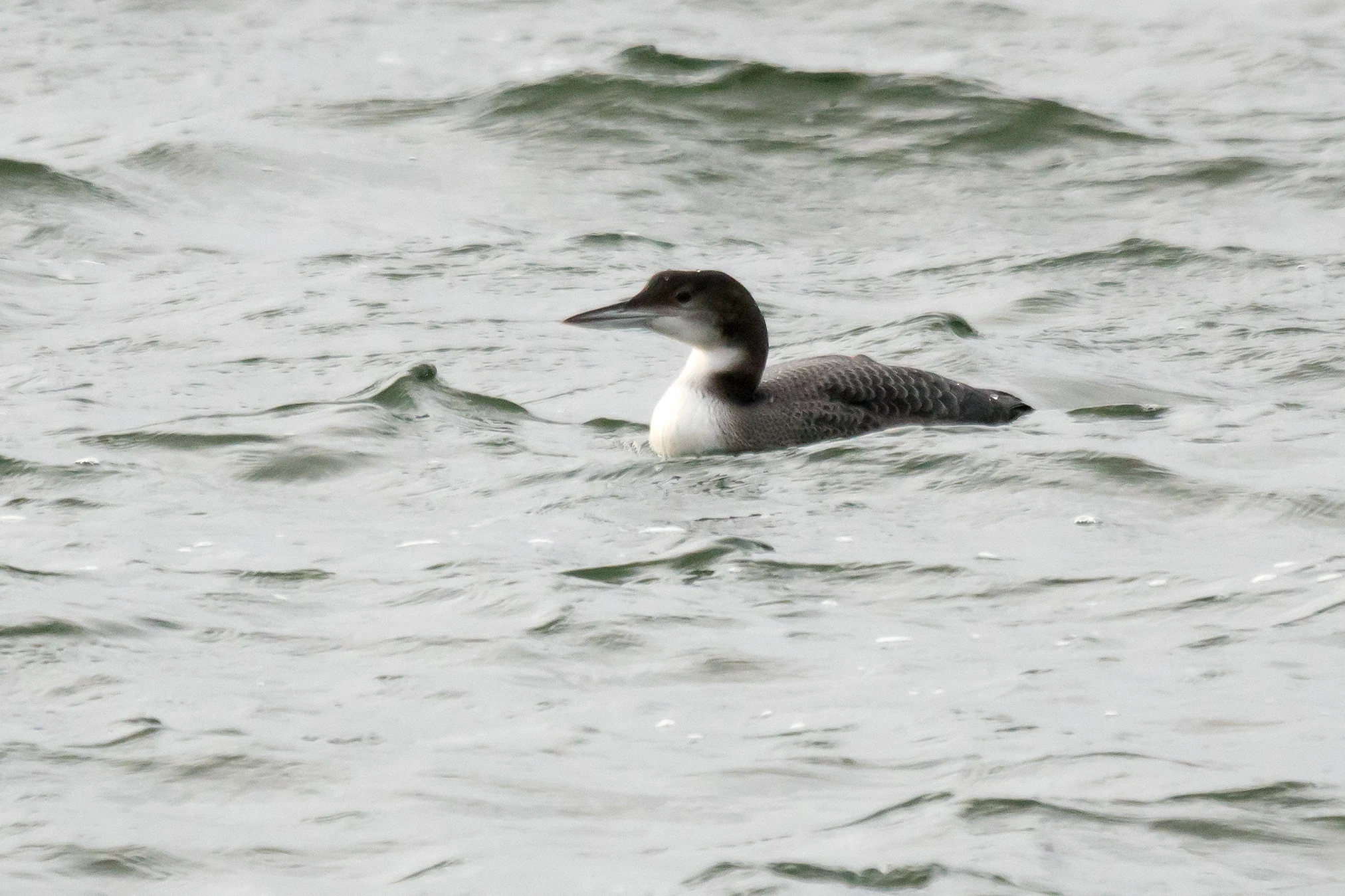 Great Northern Diver (Common Loon), Farmoor, Oxfordshire, UK — photo by Jim Bennett