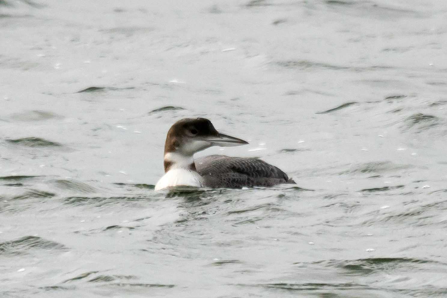 Great Northern Diver (Common Loon), Farmoor, Oxfordshire, UK — photo by Jim Bennett