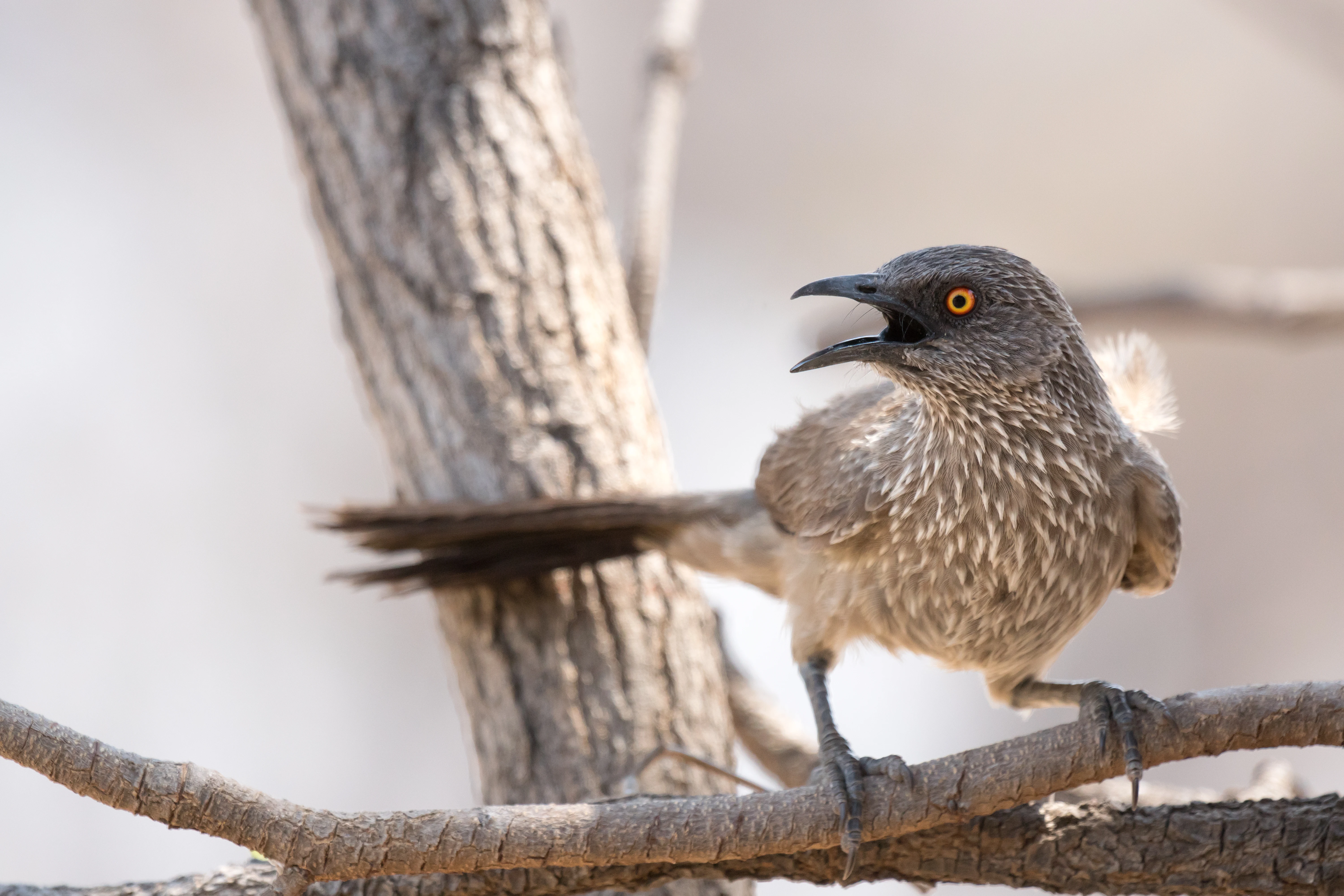 Arrow-marked Babbler, Khwai campsite, Botswana — photo by Jim Bennett