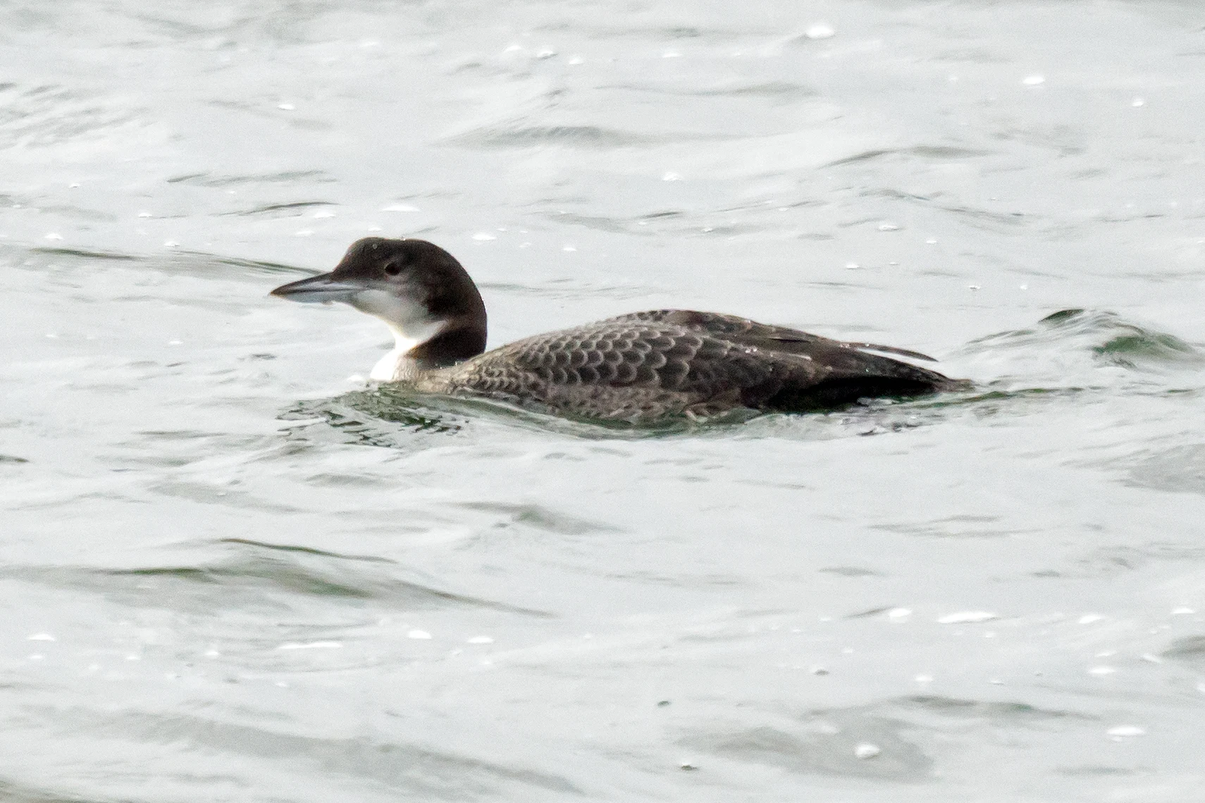 Great Northern Diver (Common Loon), Farmoor, Oxfordshire, UK — photo by Jim Bennett