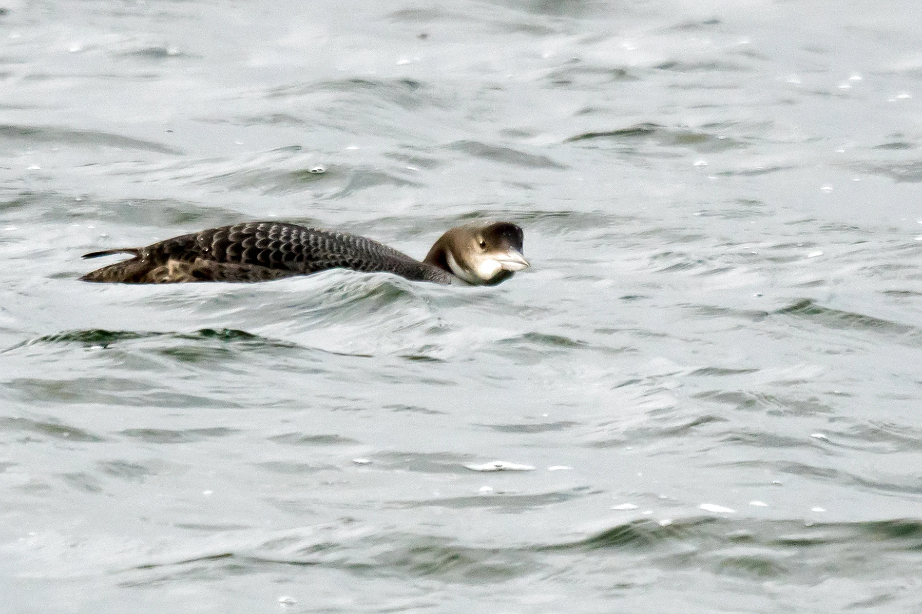 Great Northern Diver (Common Loon), Farmoor, Oxfordshire, UK — photo by Jim Bennett
