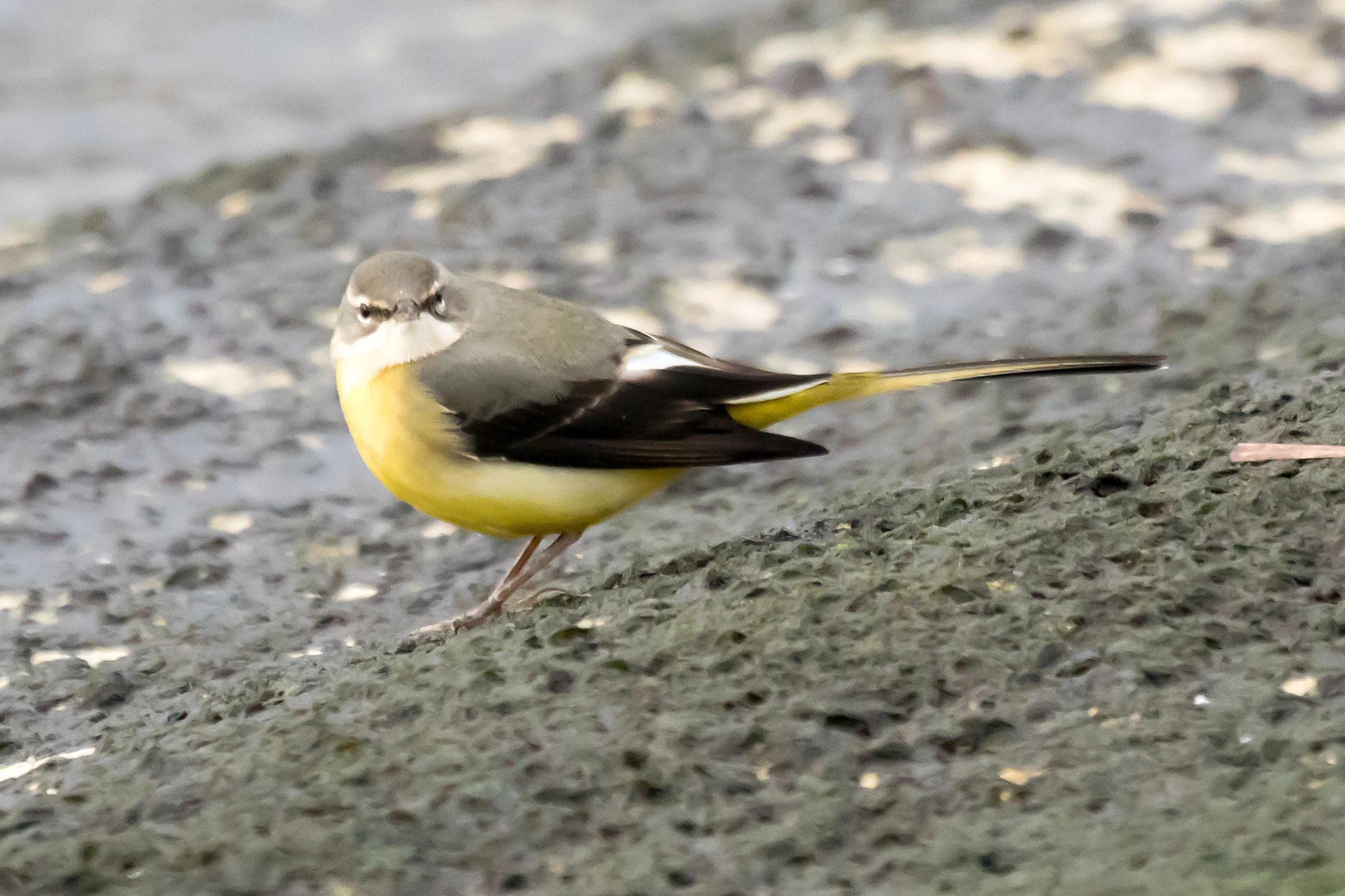 Grey Wagtail, Farmoor, Oxfordshire, UK — photo by Jim Bennett