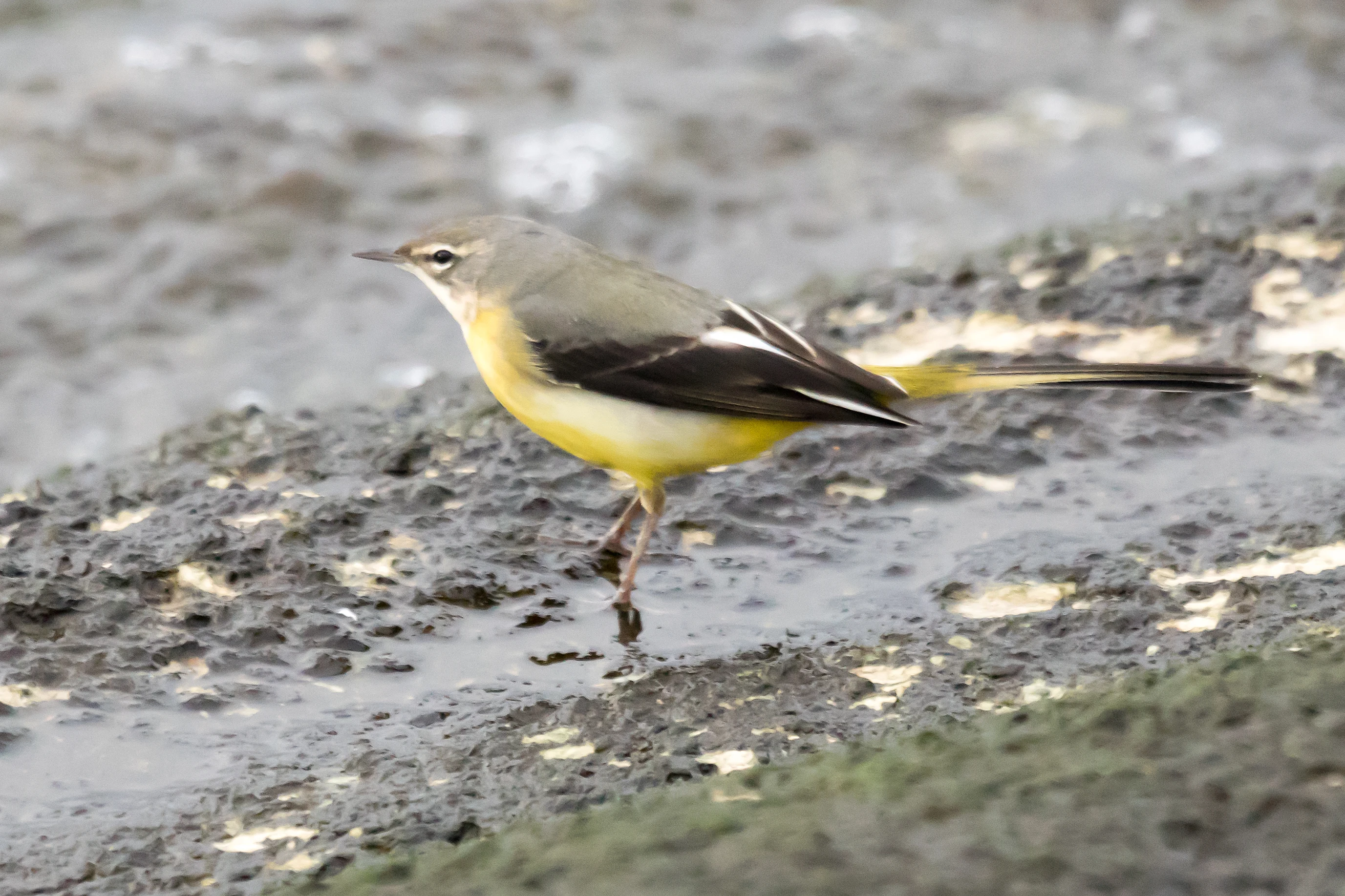 Grey Wagtail, Farmoor, Oxfordshire, UK — photo by Jim Bennett