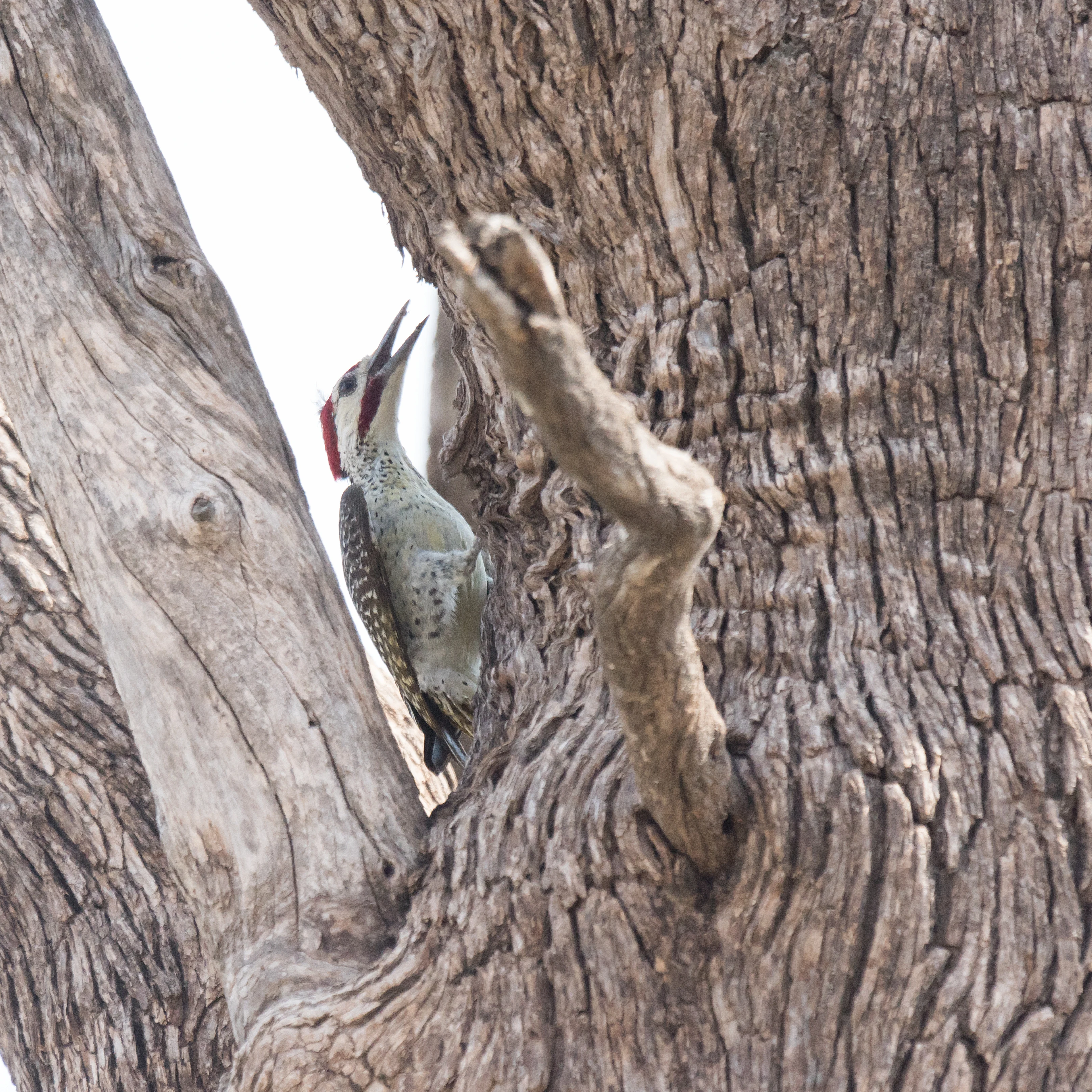 Bearded Woodpecker, Khwai campsite, Botswana — photo by Jim Bennett