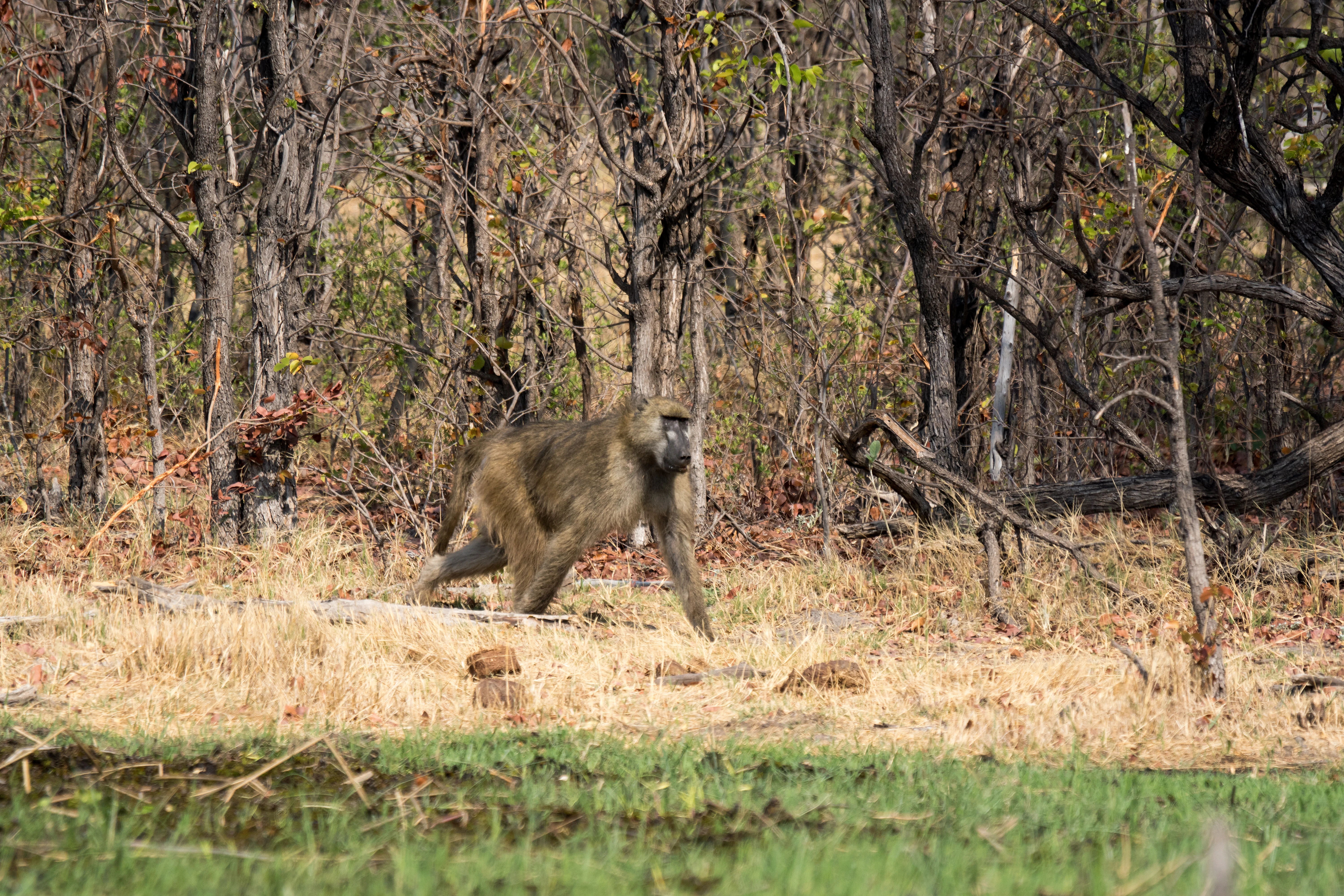 Baboon, Khwai campsite, Botswana — photo by Jim Bennett