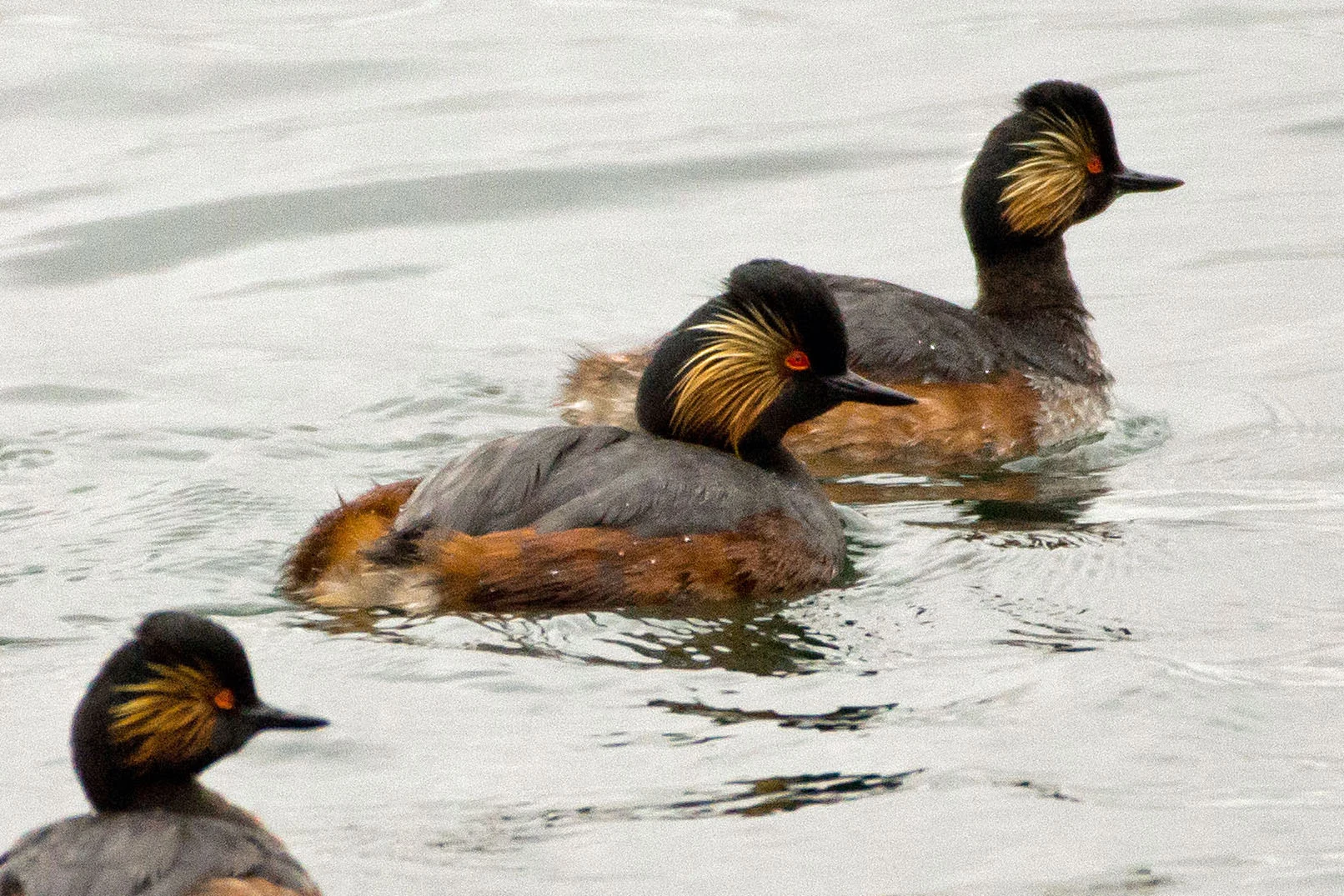 Black-necked Grebes, Farmoor, Oxfordshire, UK — photo by Jim Bennett