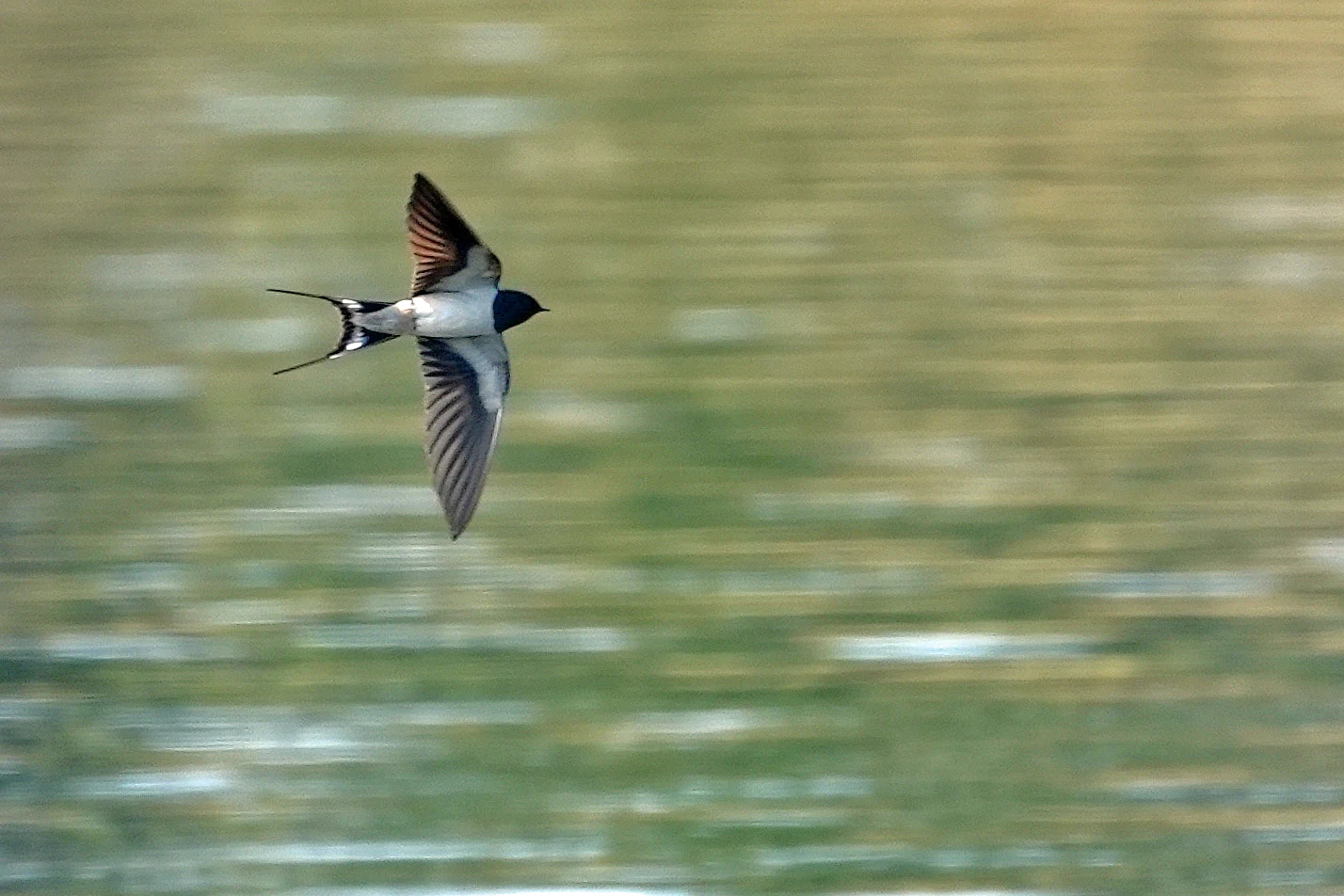 Barn Swallow, Stithians, Cornwall, UK — photo by Jim Bennett