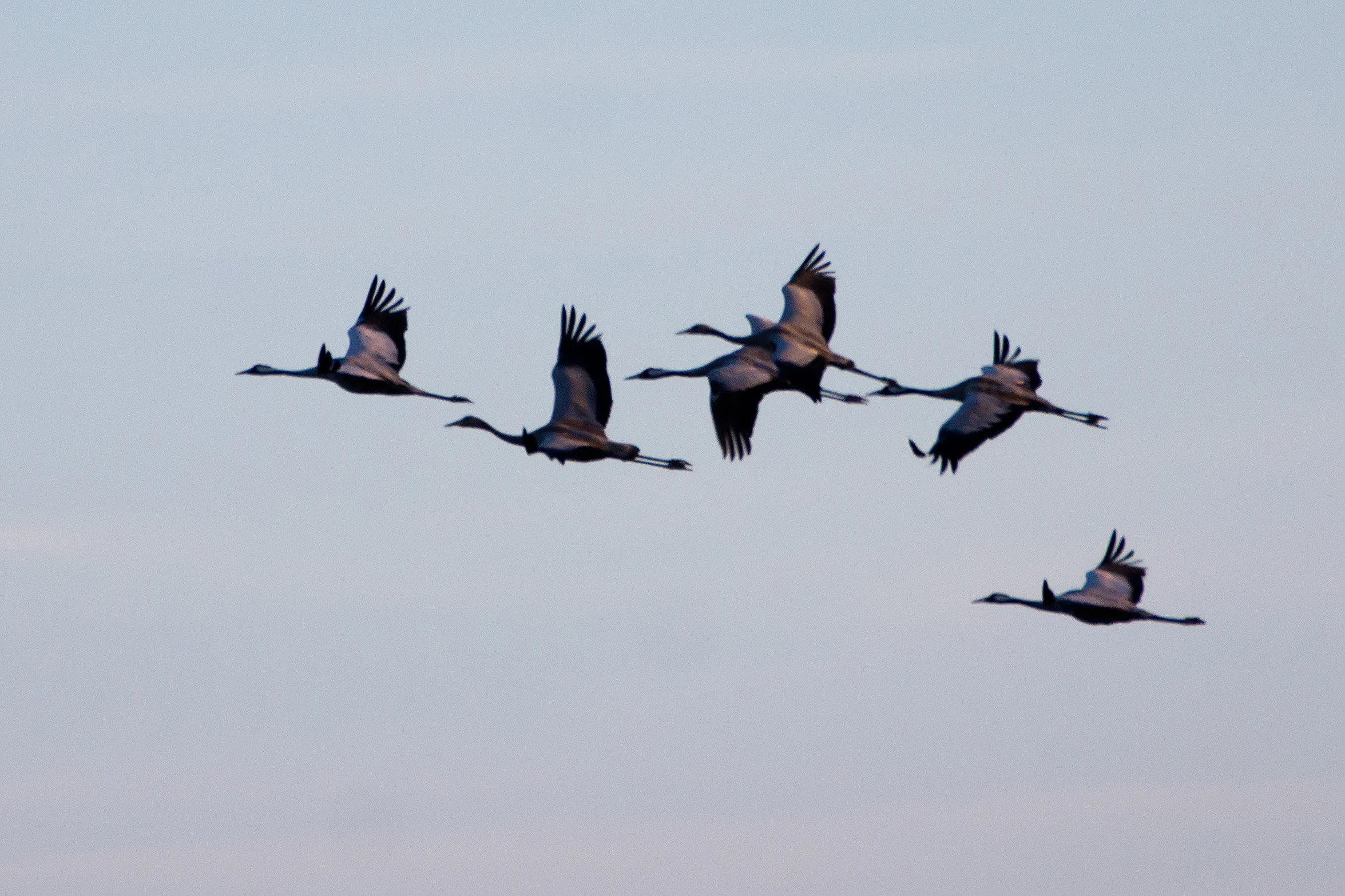 Common Cranes, Kvismare, Sweden — photo by Jim Bennett