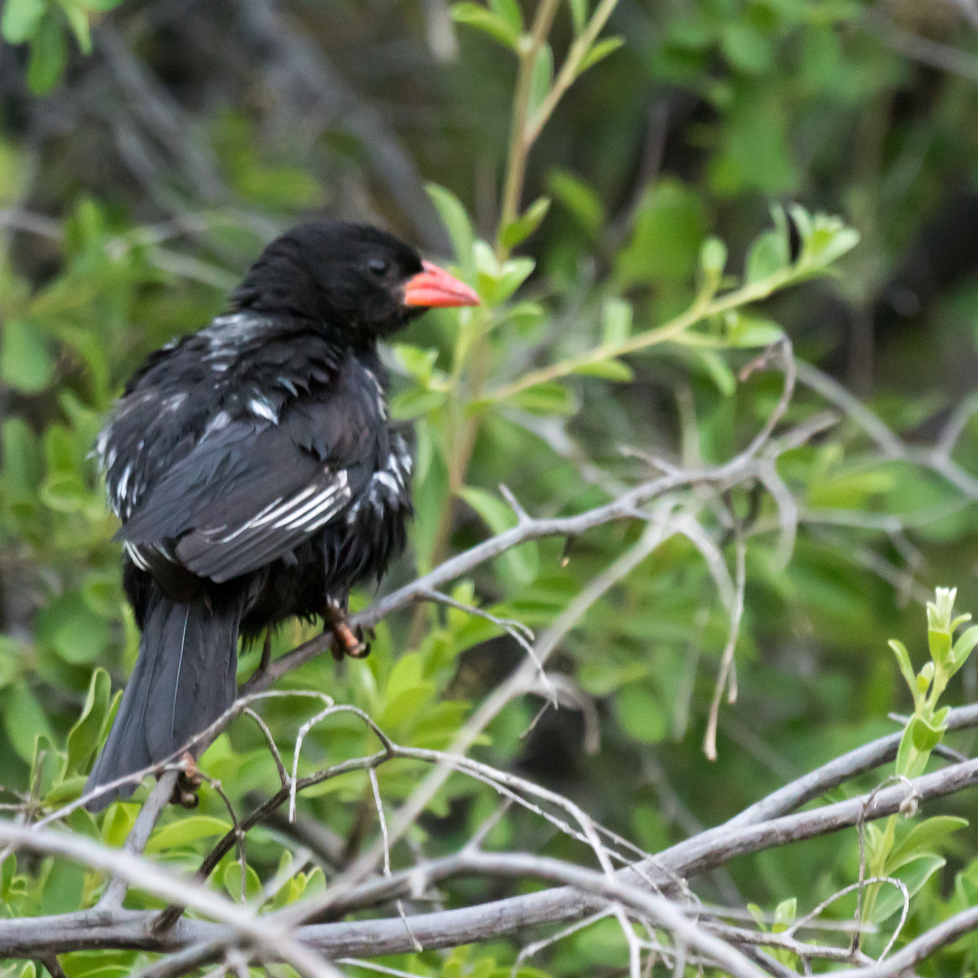 Red-billed Buffalo Weaver, near Khwai, Botswana — photo by Jim Bennett