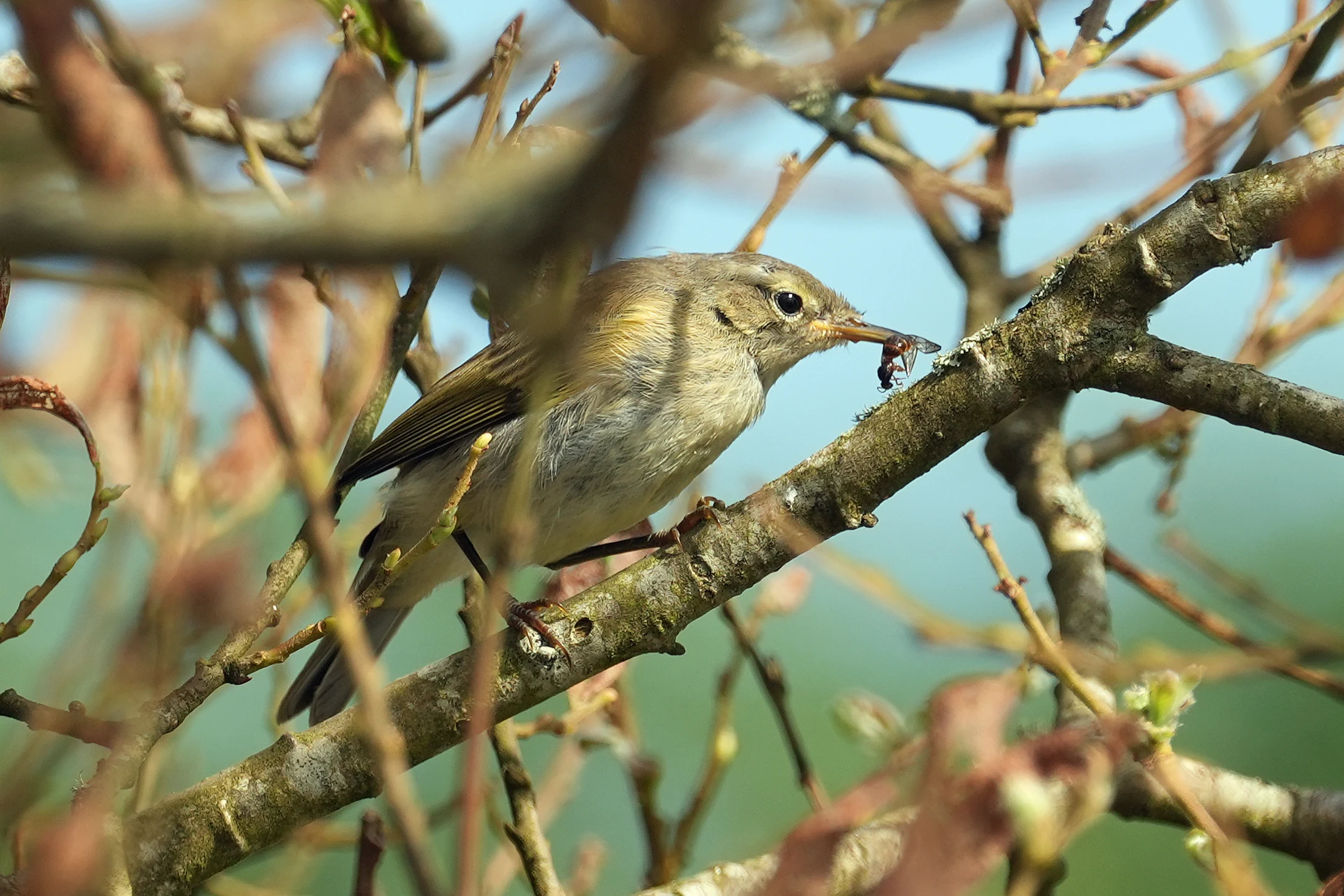 Chiffchaff eating ants, Stithians, Cornwall, UK — photo by Jim Bennett