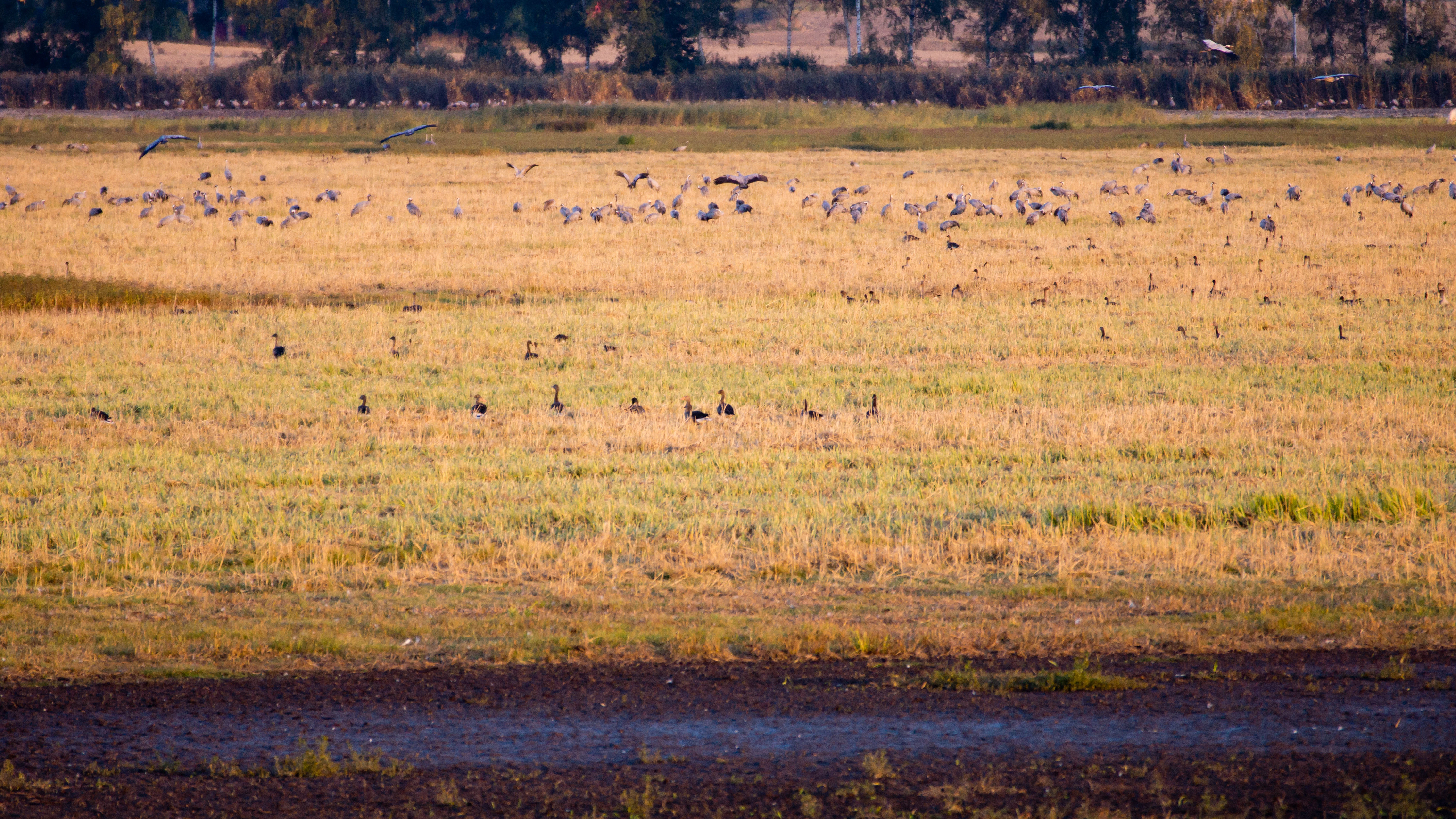 Bean Geese & Common Cranes, Kvismare, Sweden — photo by Jim Bennett