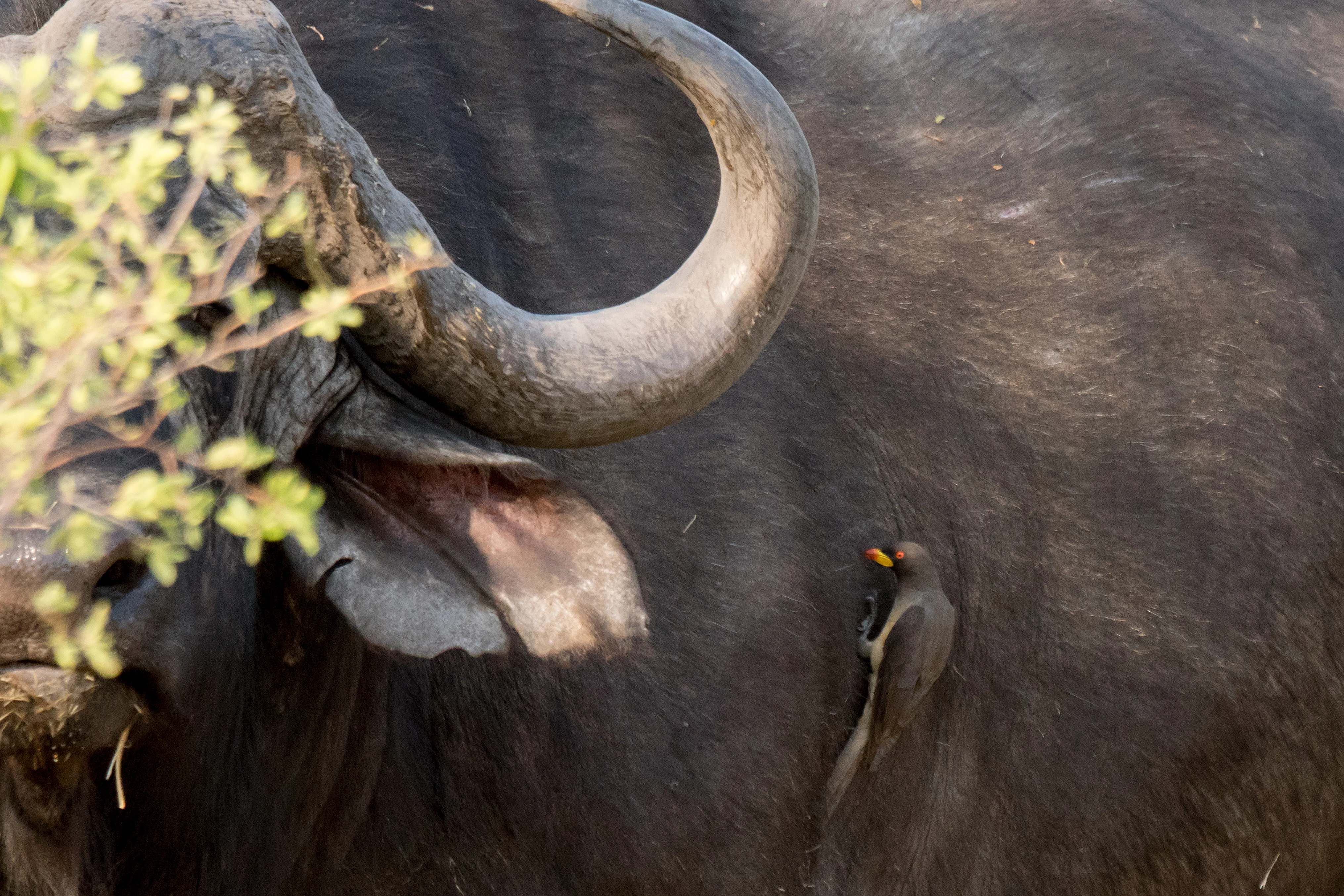 Yellow-billed Oxpecker on Cape Buffalo, near Khwai, Botswana — photo by Jim Bennett