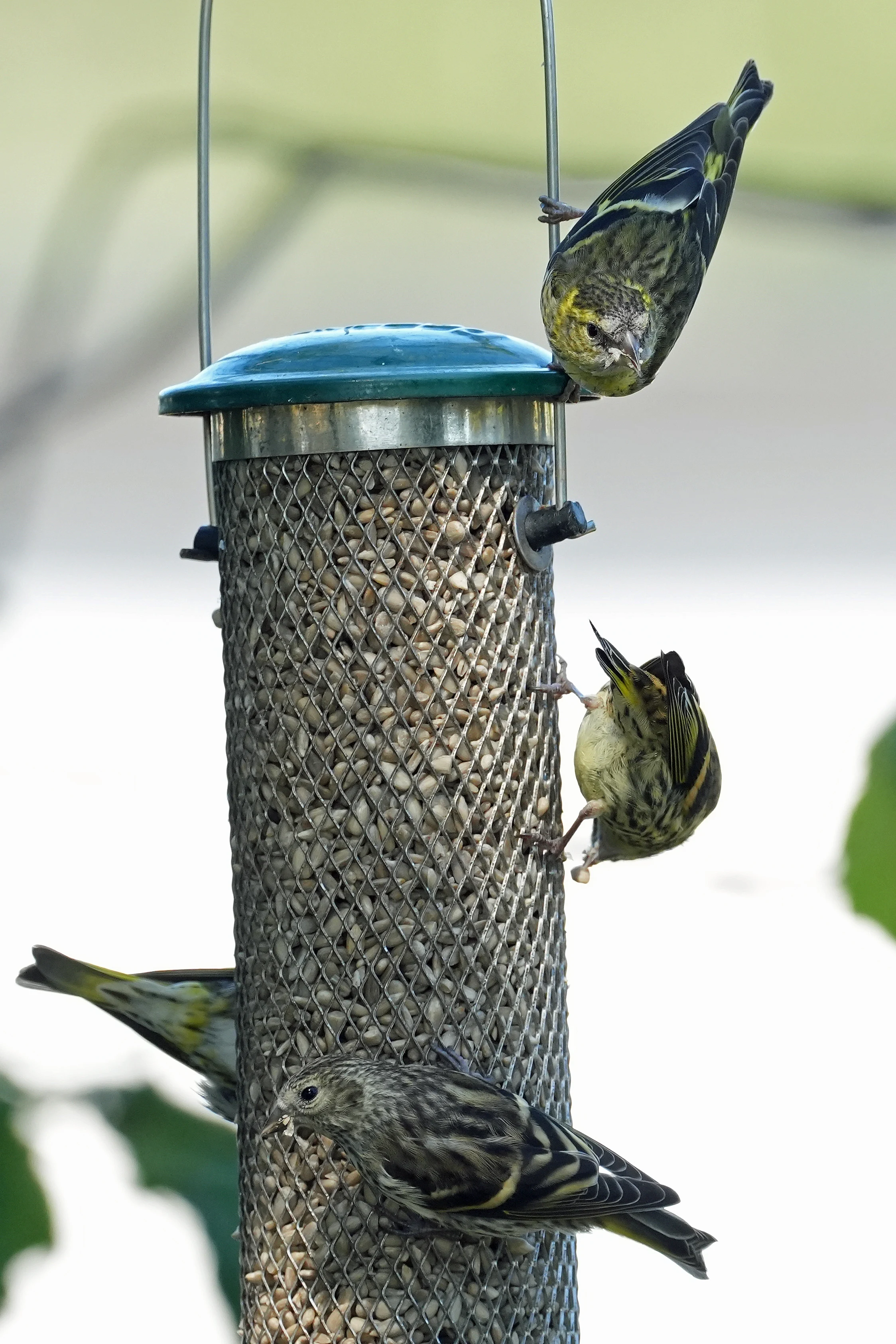 Siskins, Haldon Forest Park, Devon, UK — photo by Jim Bennett