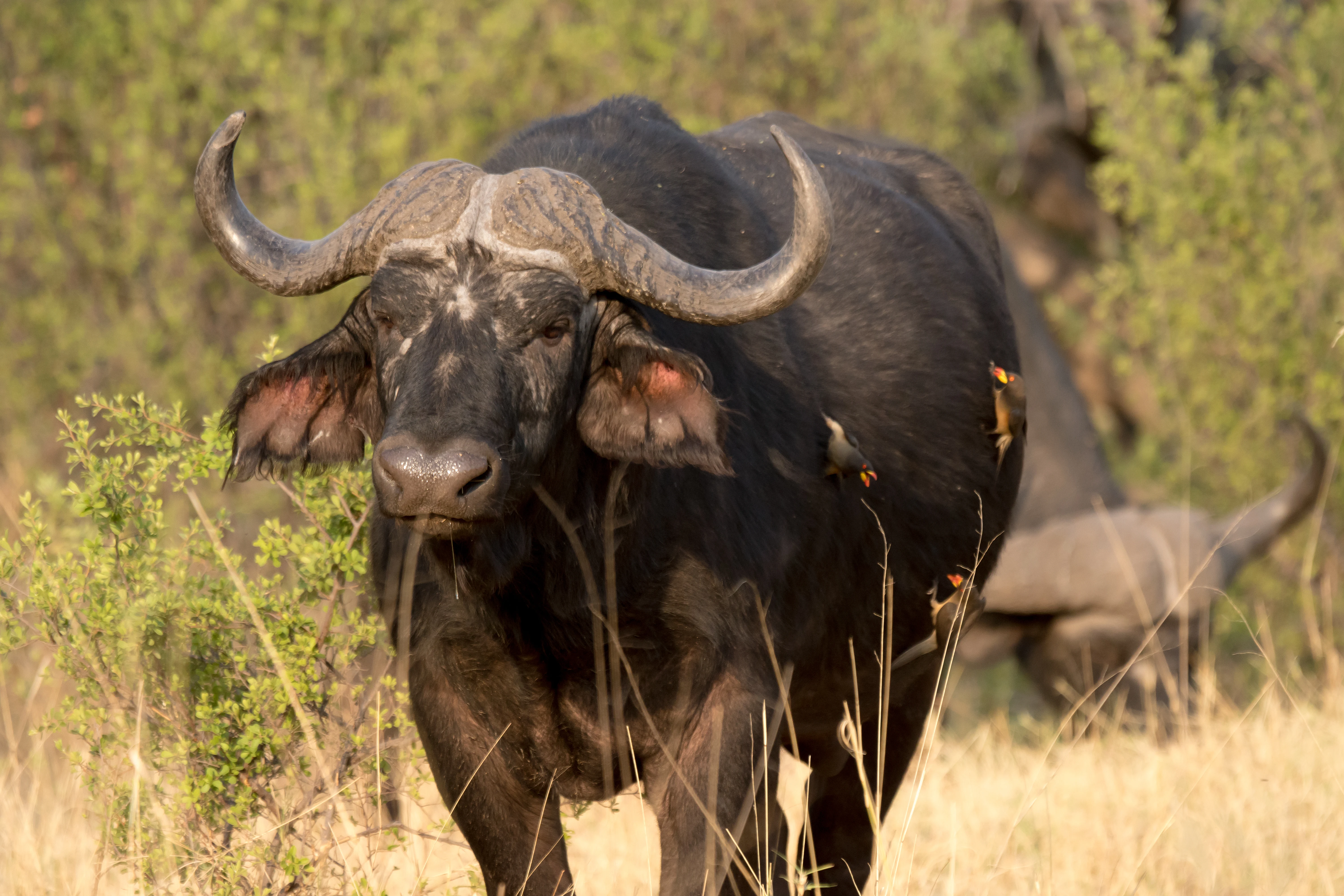 3 Yellow-billed Oxpeckers on a Cape Buffalo, near Khwai, Botswana — photo by Jim Bennett