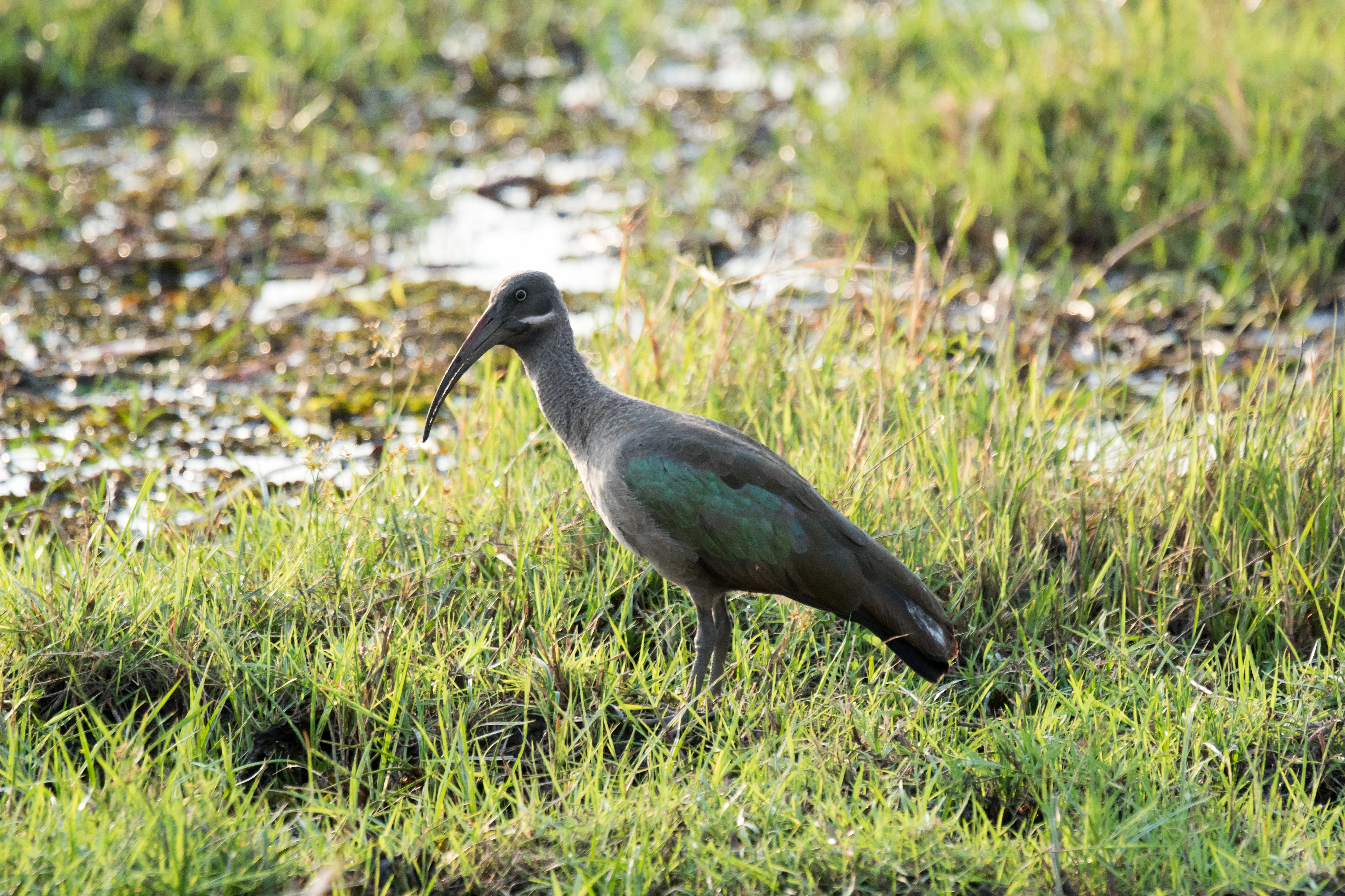Hadada Ibis, near Khwai, Botswana — photo by Jim Bennett