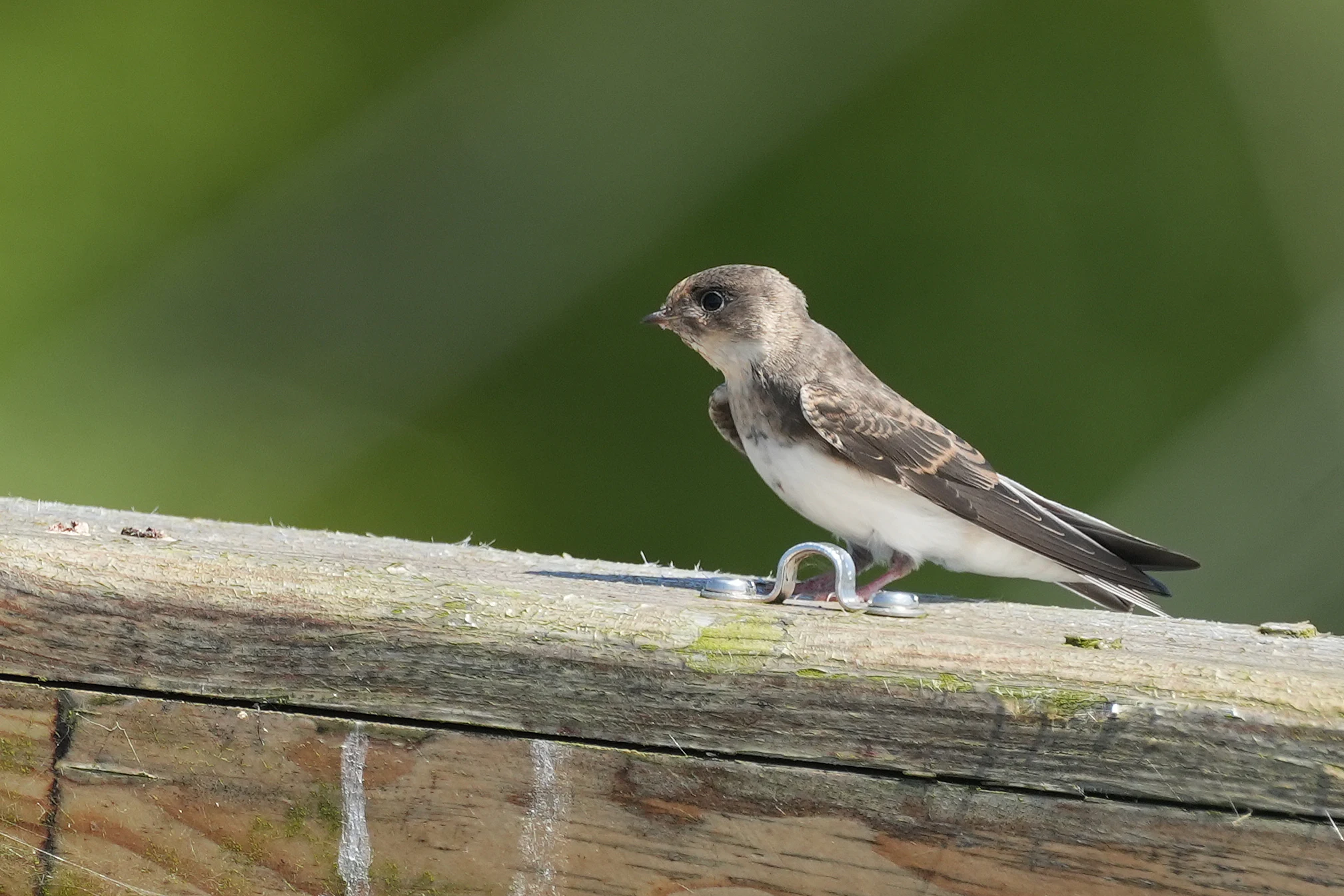 Sand Martin, Exeter Ship Canal, Devon, UK — photo by Jim Bennett