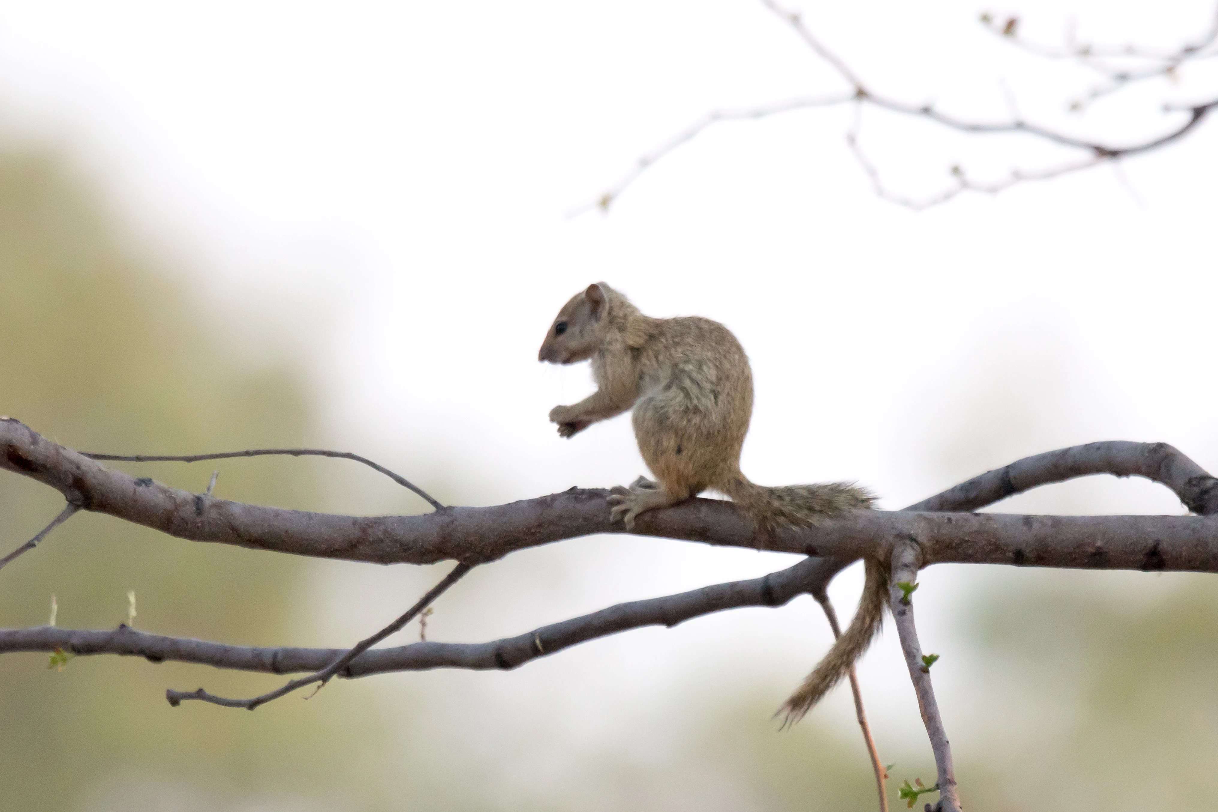 Ground Squirrel, near Khwai, Botswana — photo by Jim Bennett